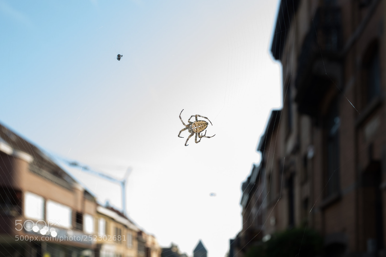 Fujifilm X100S sample photo. Itsy bitsy spider photography