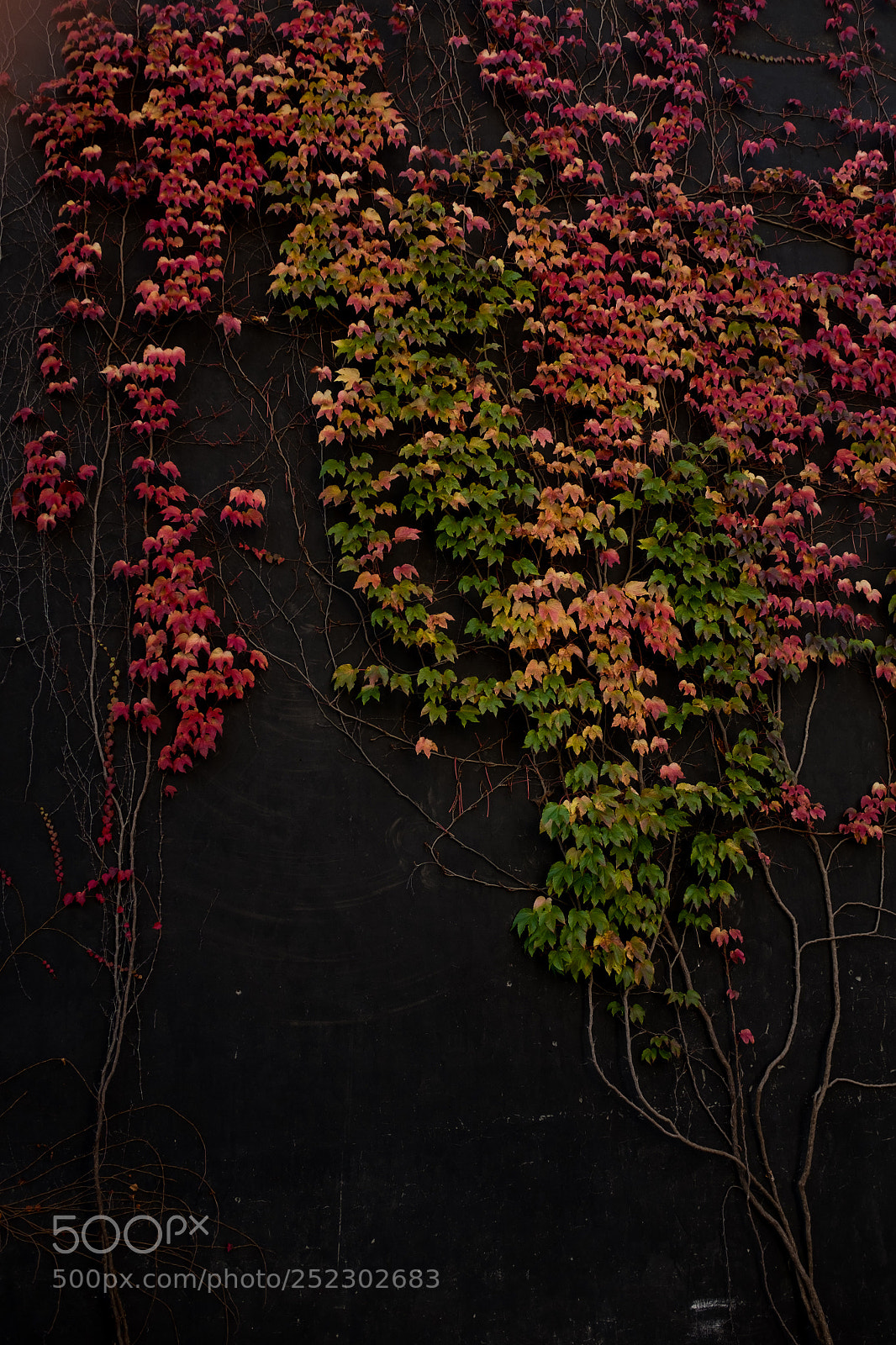Fujifilm X100S sample photo. Foliage photography