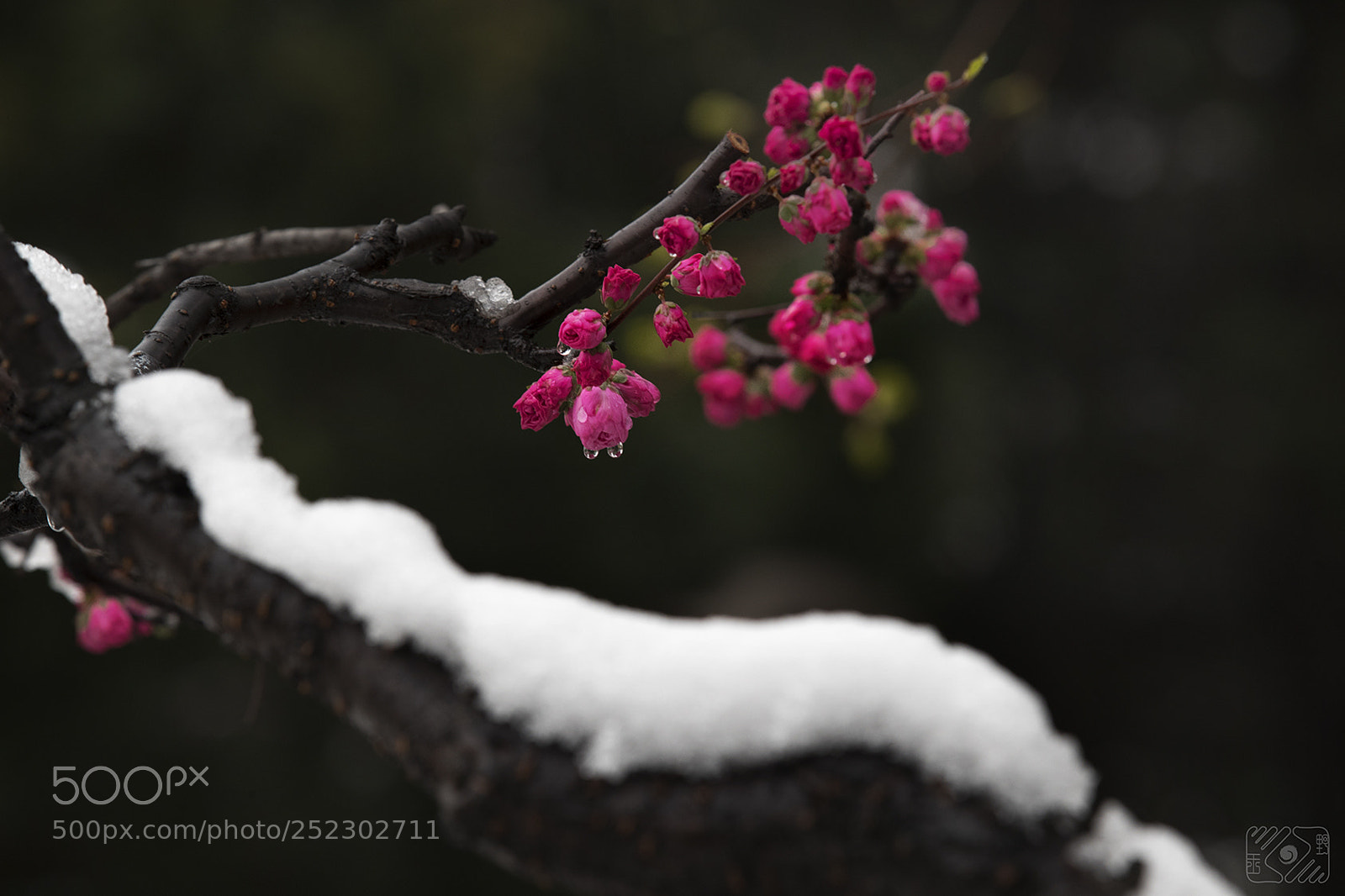 Canon EOS-1D X Mark II sample photo. The red plum blossoms photography