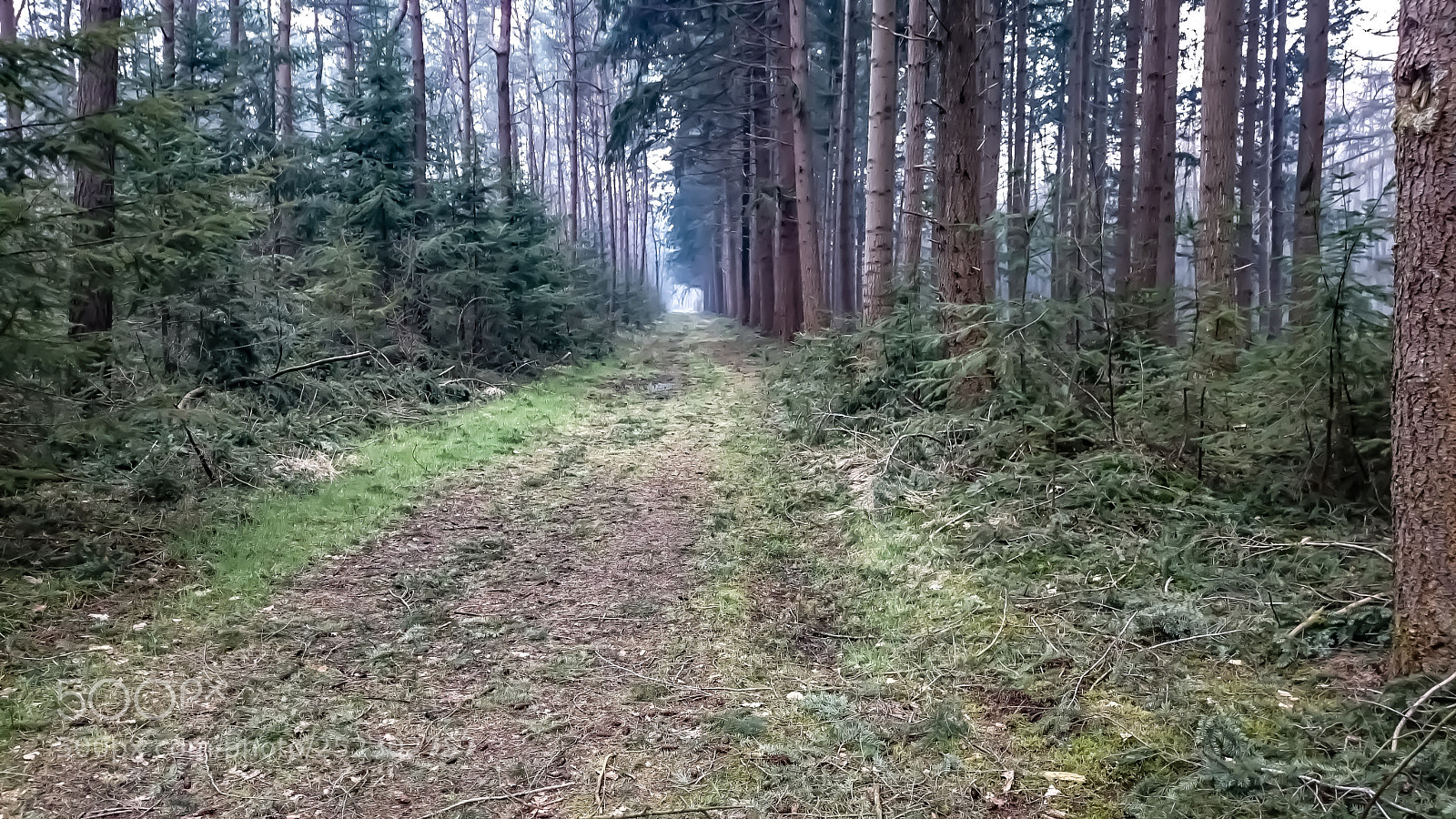 Sony Xperia Z2 sample photo. Bos pad photography