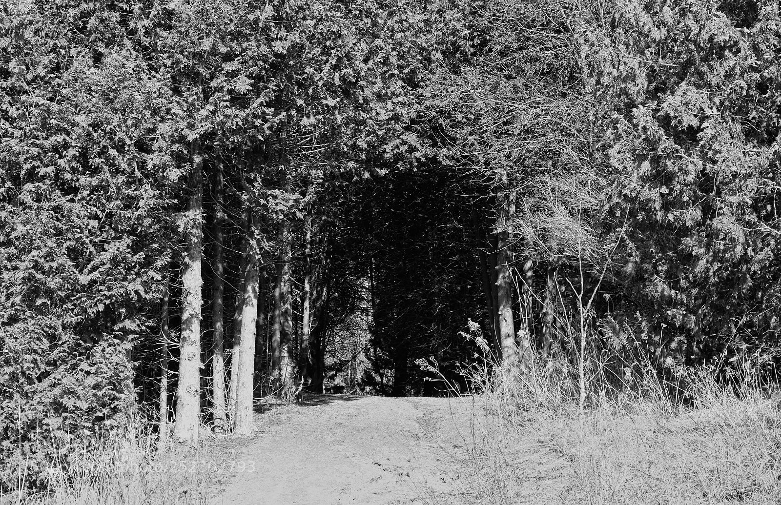 Canon EOS 1200D (EOS Rebel T5 / EOS Kiss X70 / EOS Hi) sample photo. Into the woods photography