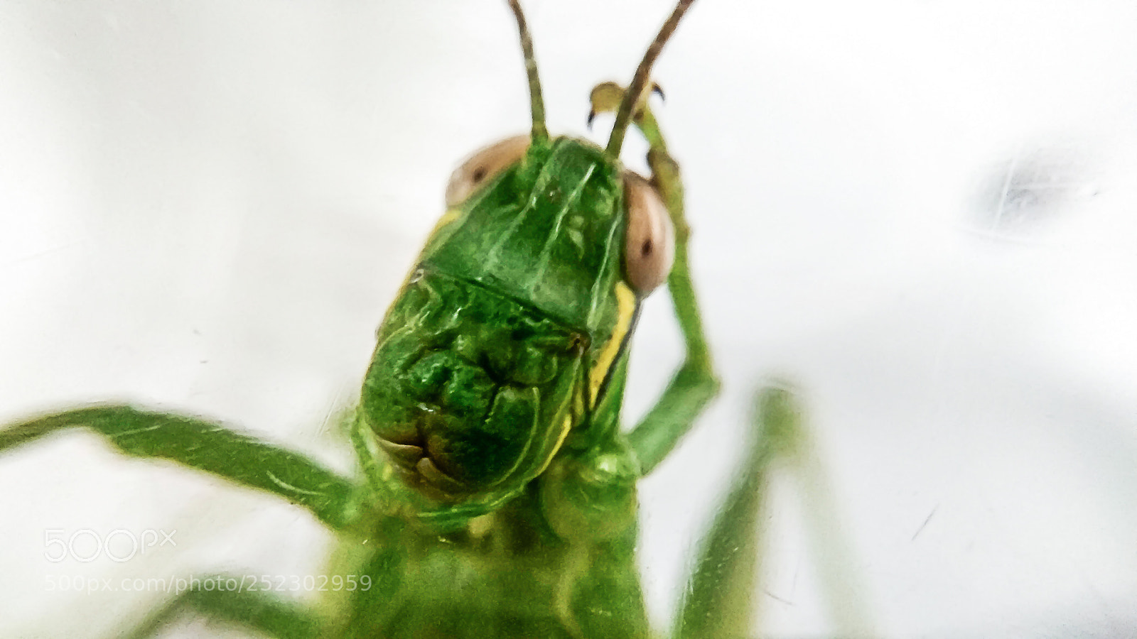 Xiaomi Redmi Note 4 sample photo. Grasshopper photography