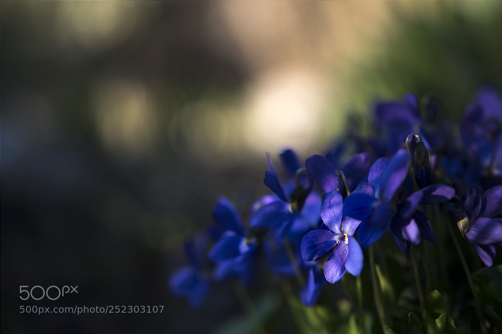 Nikon D5500 sample photo. Spring mood photography