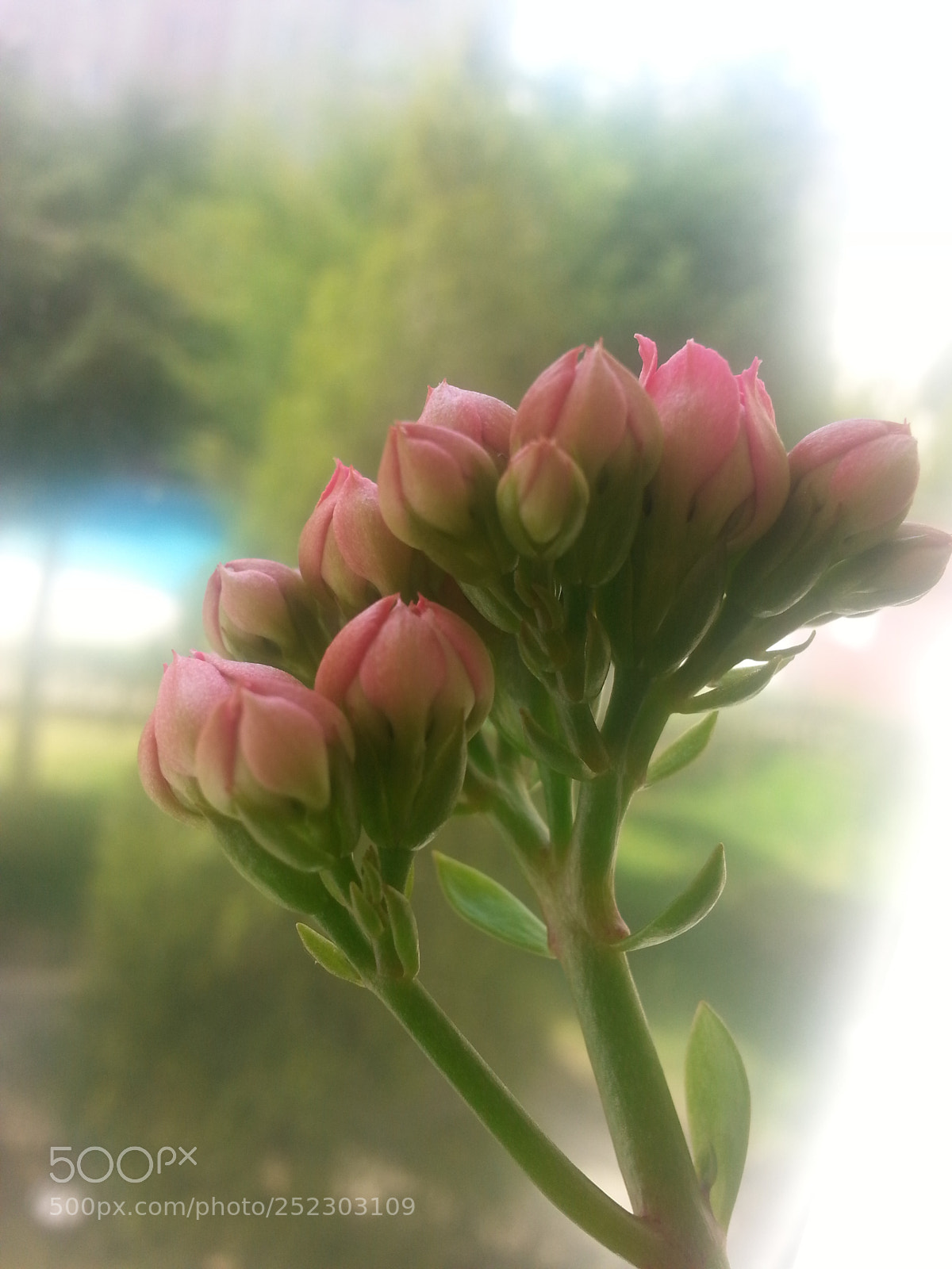 Samsung Galaxy Note2 sample photo. Beauty photography