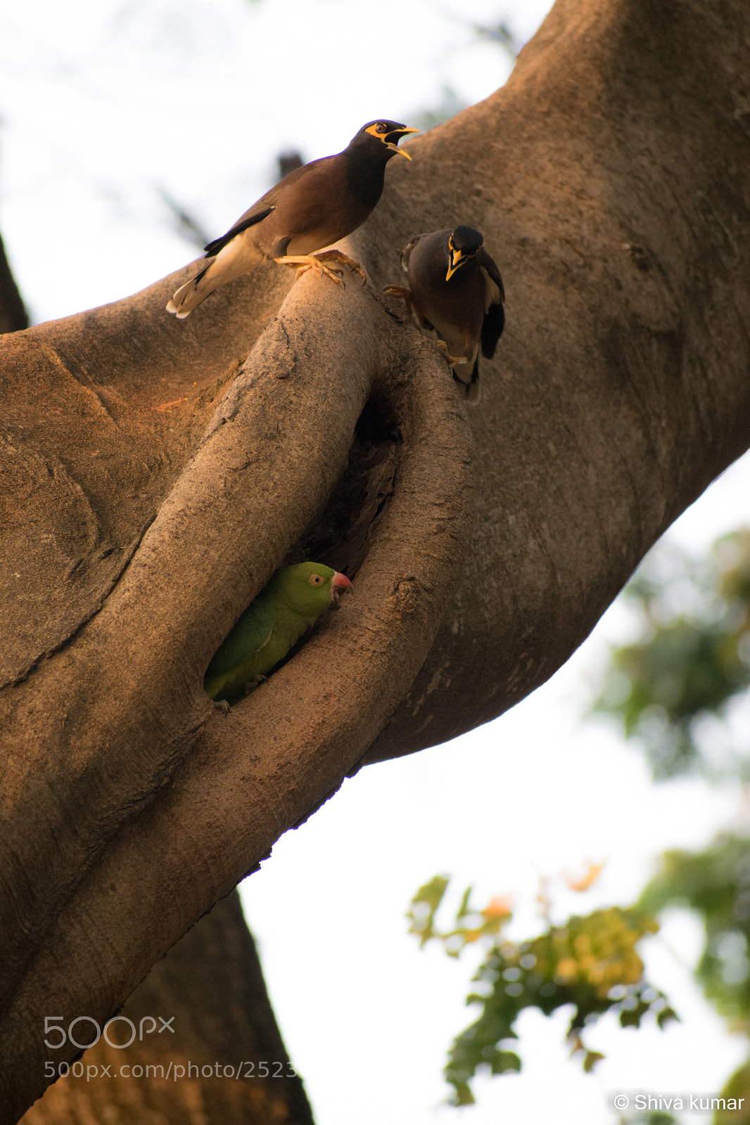 Nikon D3300 sample photo. Birds photography