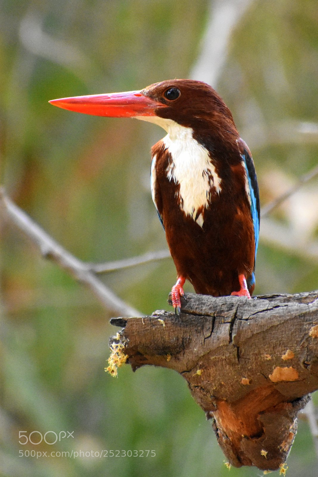 Nikon D7200 sample photo. Kingfisher photography
