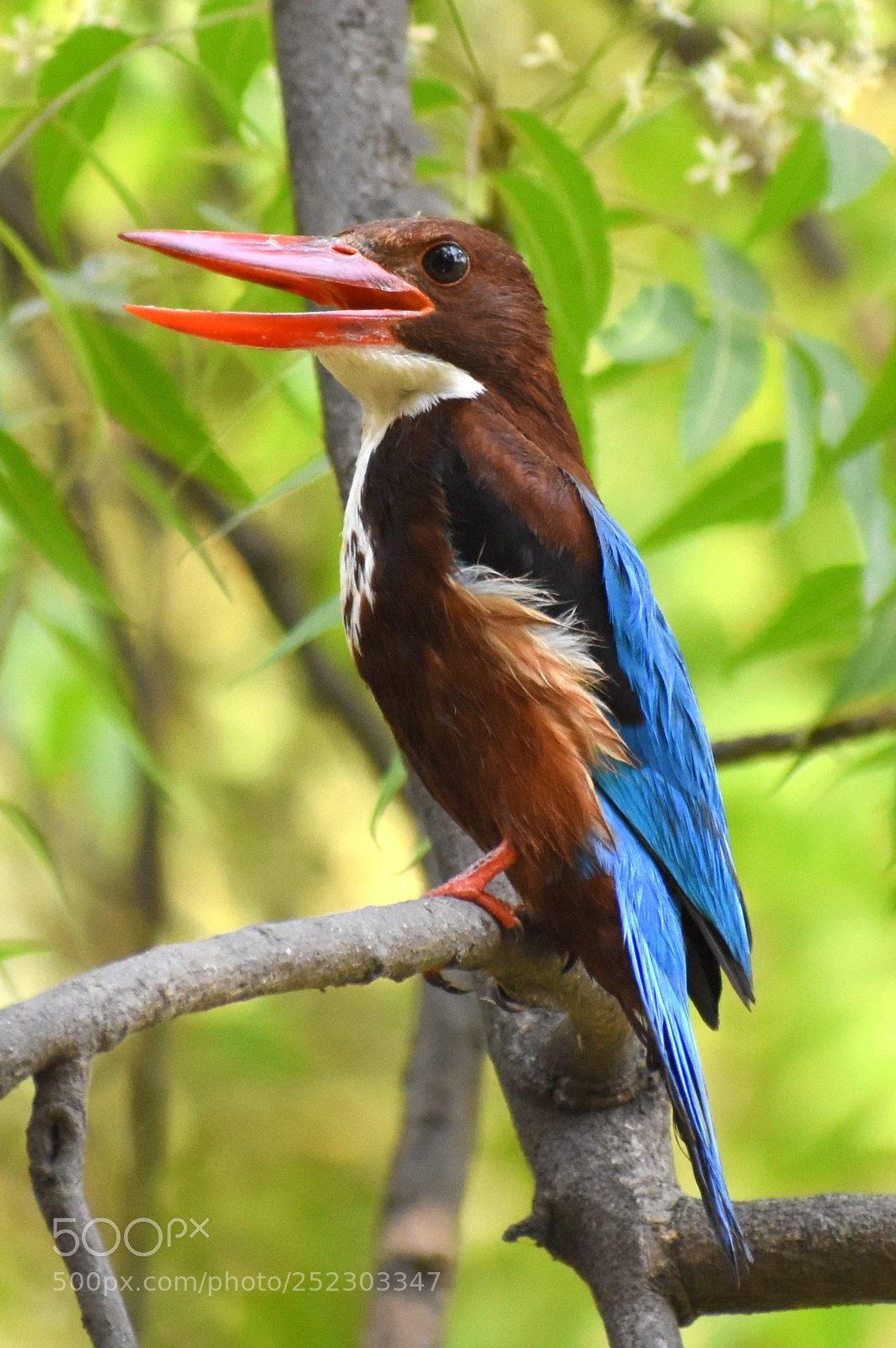 Nikon D7200 sample photo. Kingfisher photography