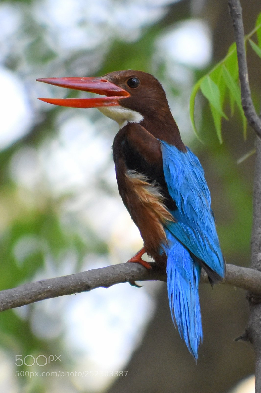 Nikon D7200 sample photo. Kingfisher photography