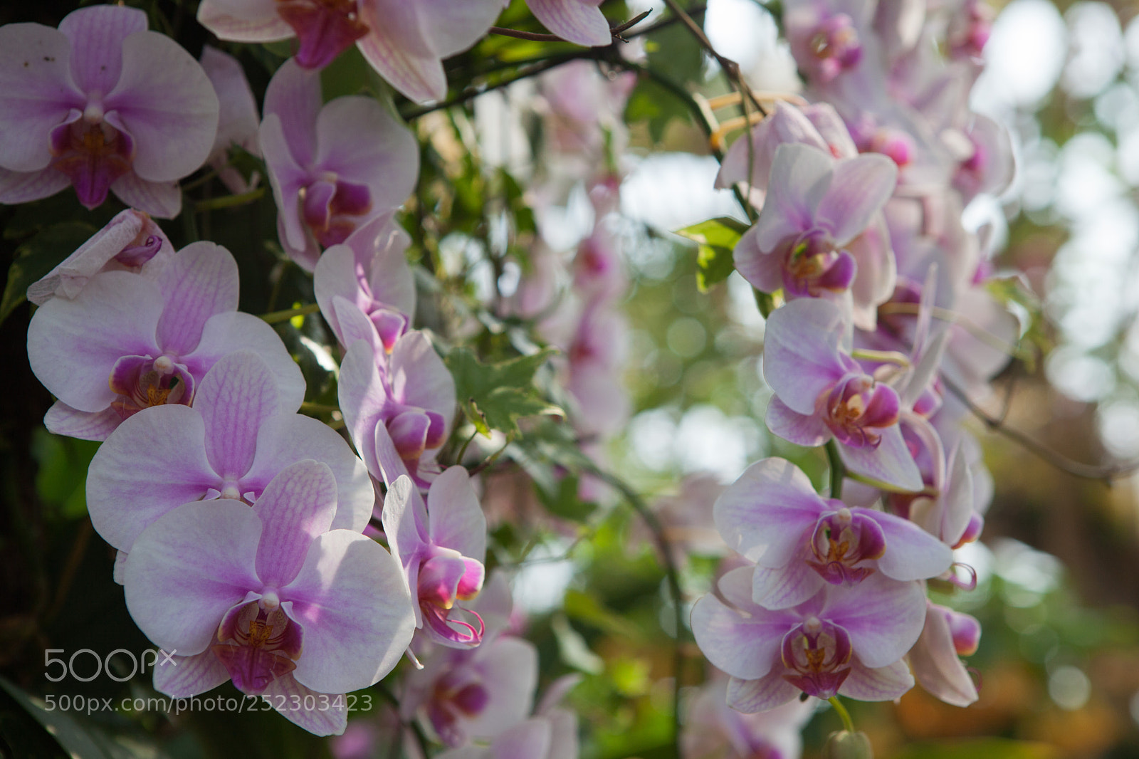 Canon EOS 5D Mark II sample photo. Orchids photography
