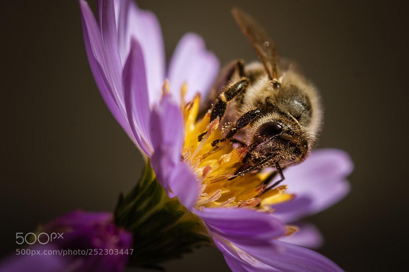 Nikon D7100 sample photo. Honeybee #14 photography