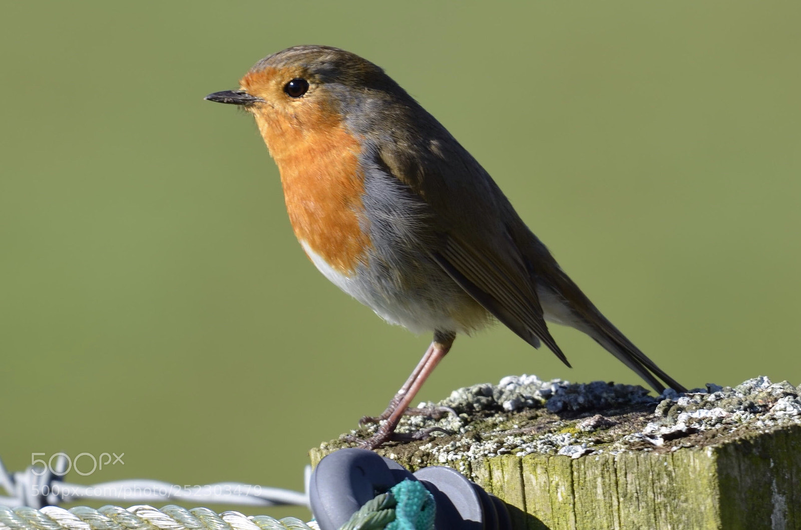 Nikon D7000 sample photo. European robin photography