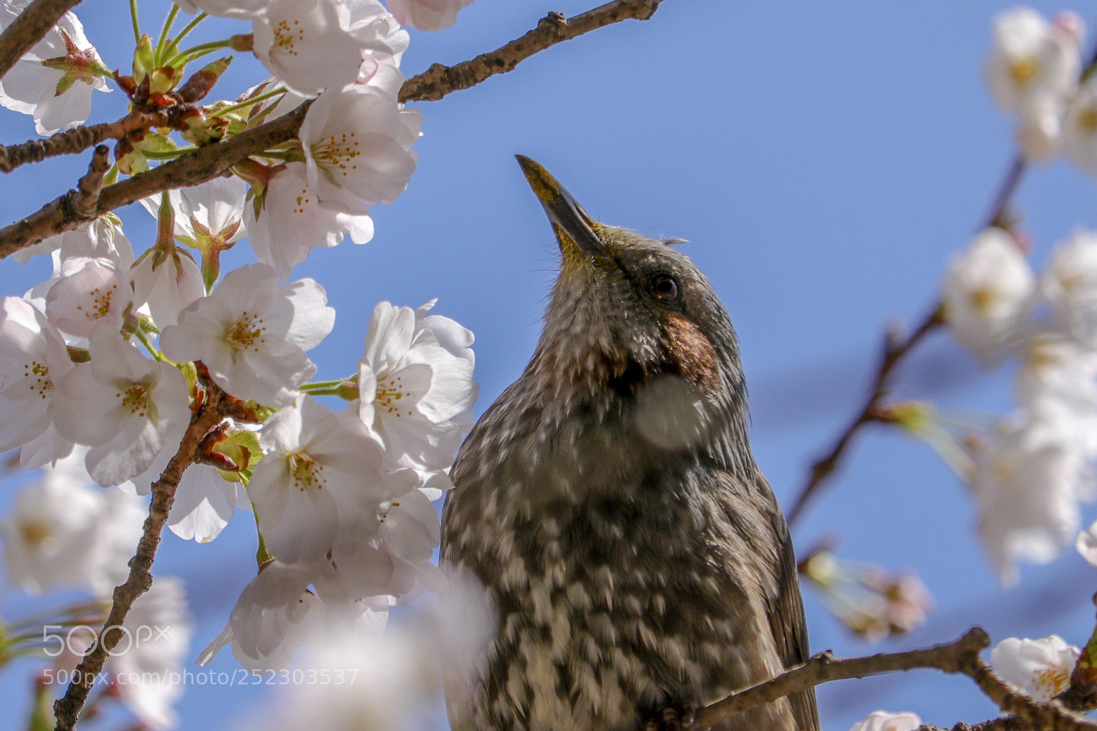 Canon EOS 80D sample photo. Bulbul photography