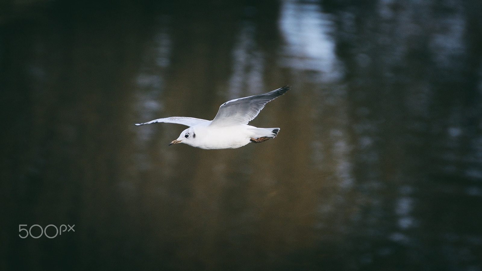 Nikon D7000 sample photo. Seagull ... photography