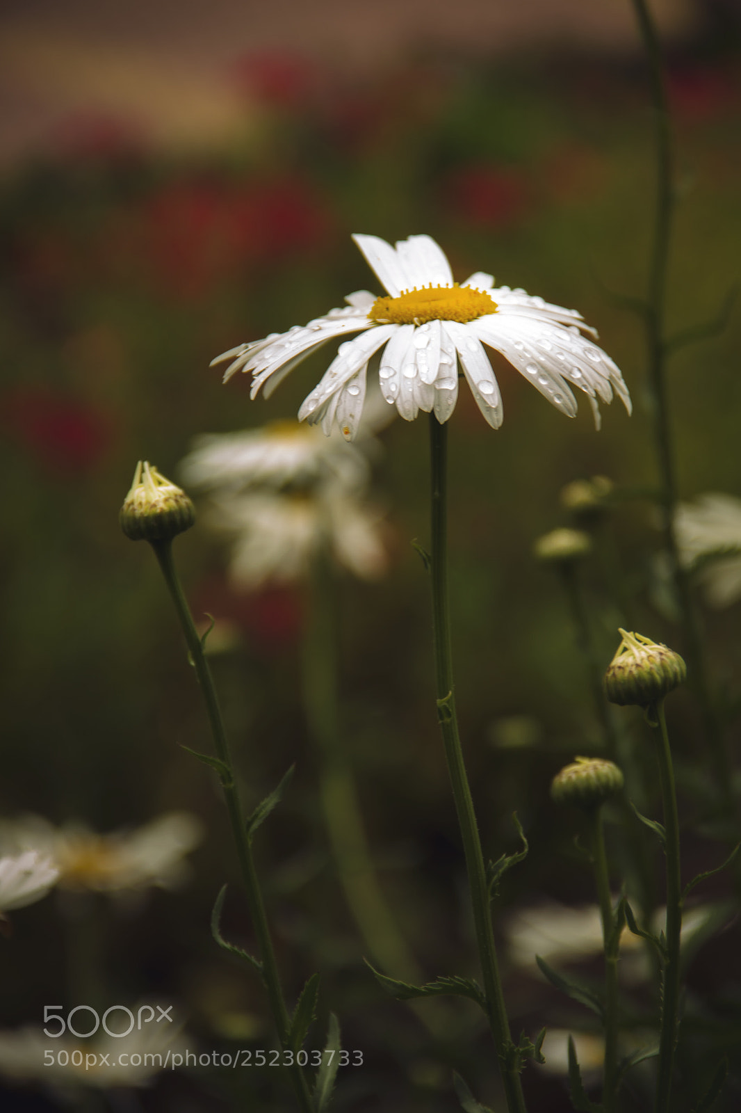 Canon EOS 7D sample photo. Flowers photography