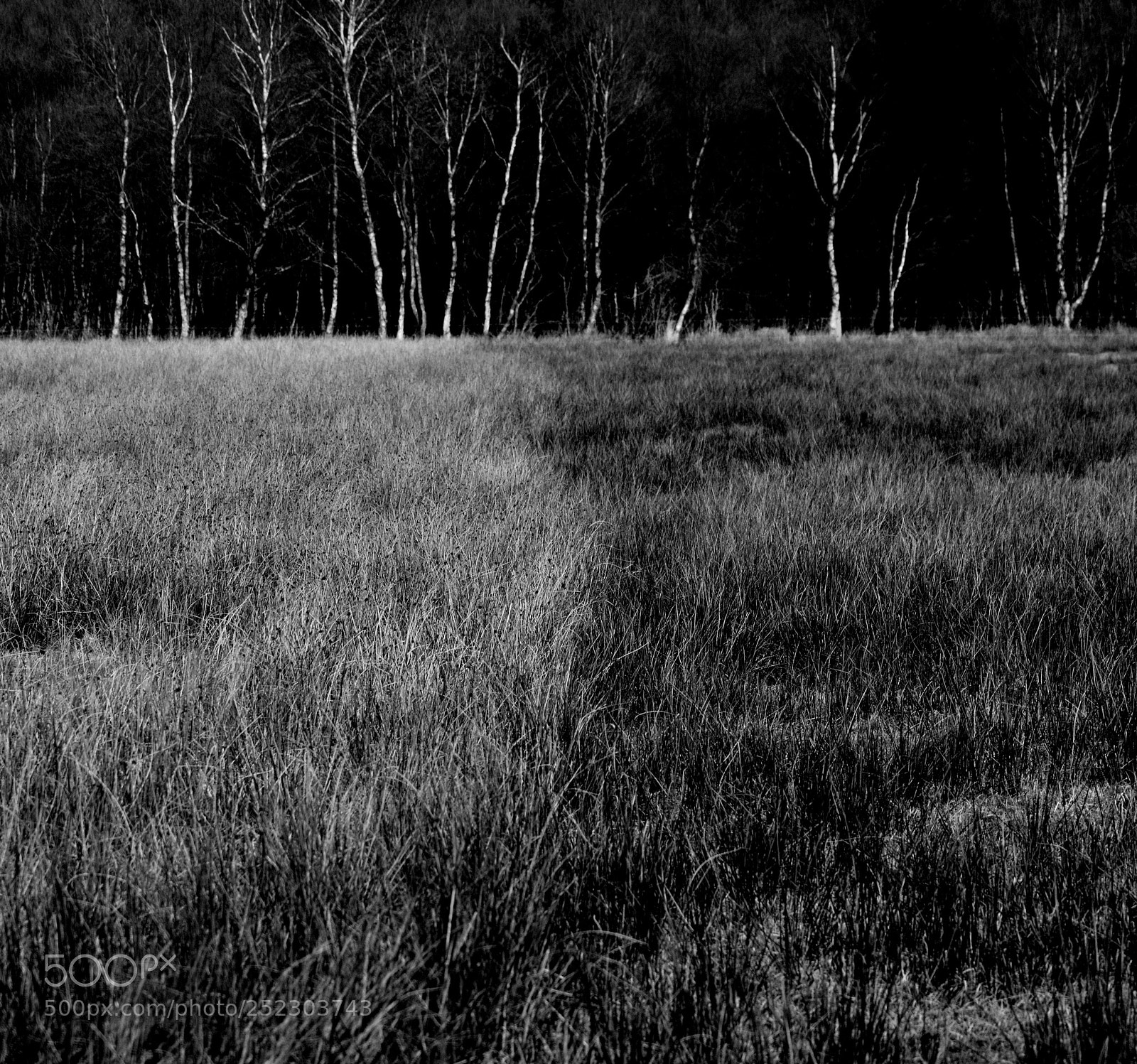 Nikon D5200 sample photo. Grass and beech trees photography