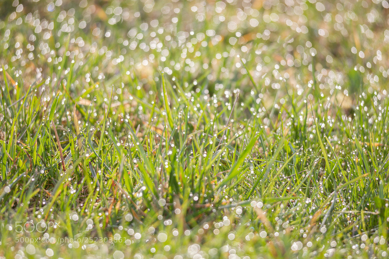 Canon EOS-1D Mark IV sample photo. A dewy meadow glistens photography