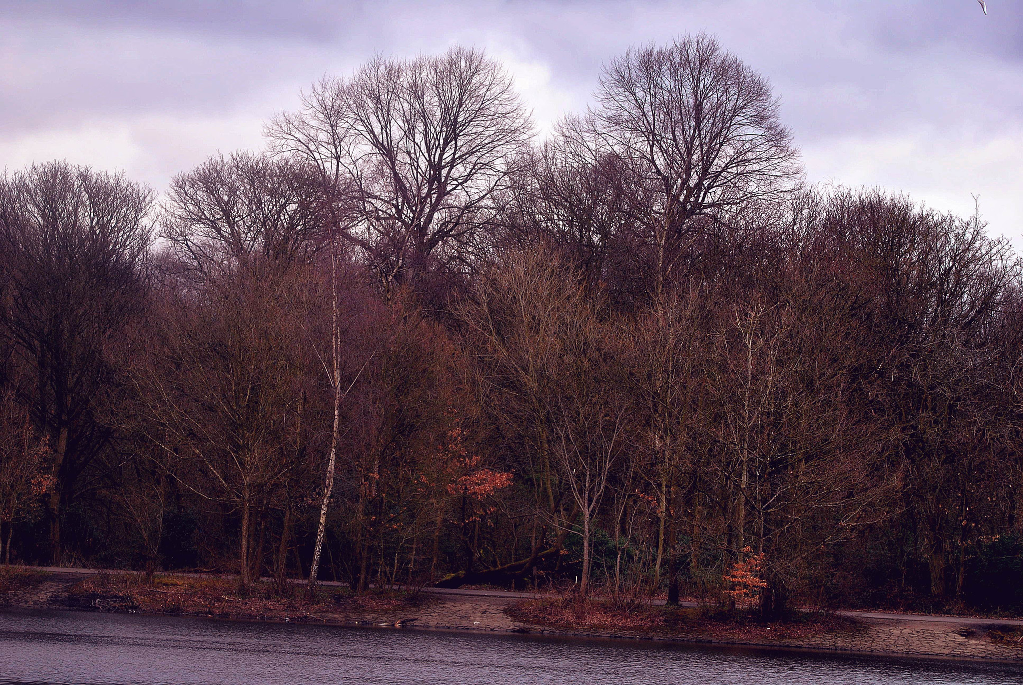 Sigma 150-600mm F5-6.3 DG OS HSM | C sample photo. Shades   of  a   changing  sseason photography
