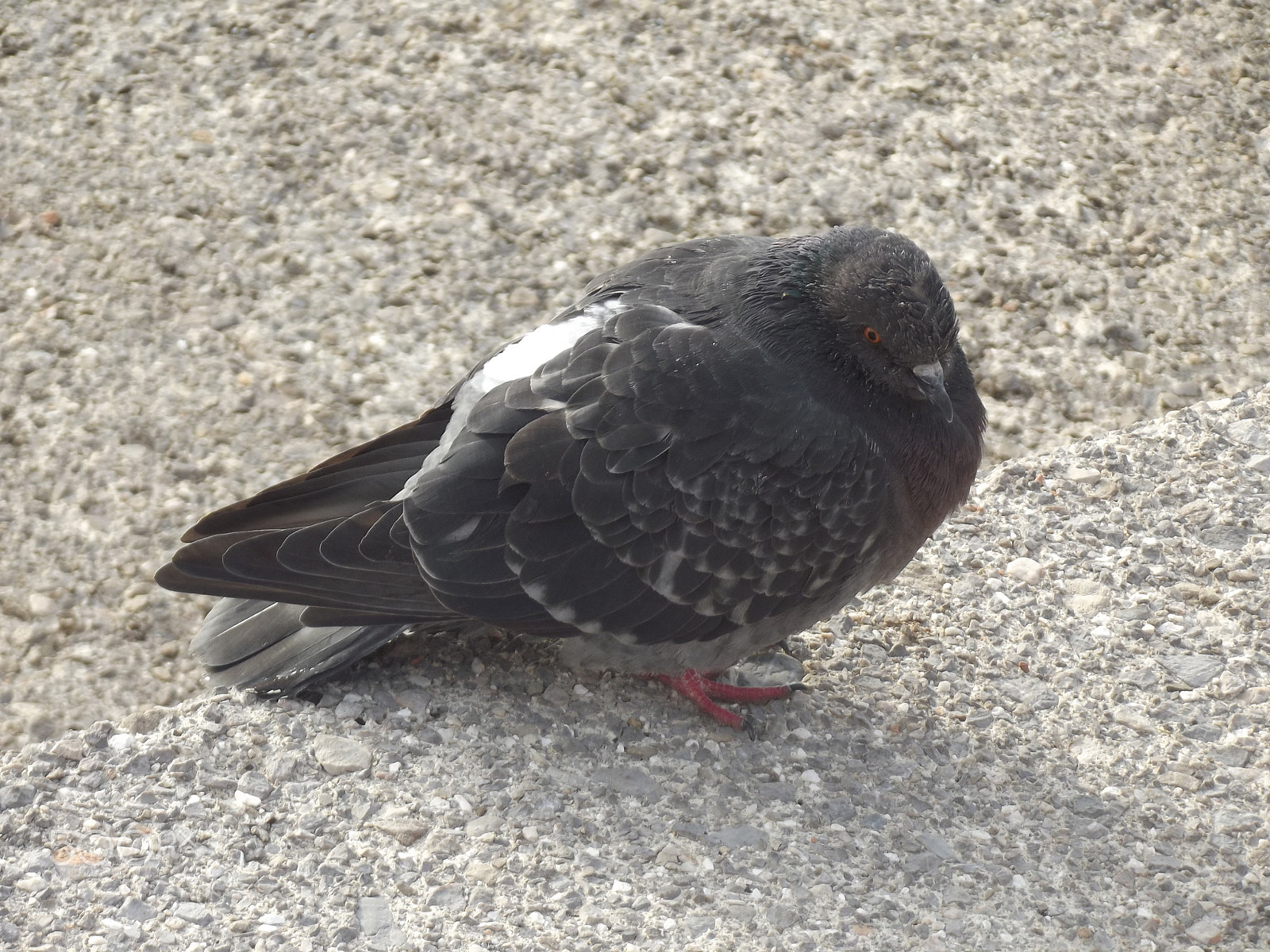 FujiFilm FinePix S2950 (FinePix S2990) sample photo. Pigeon photography