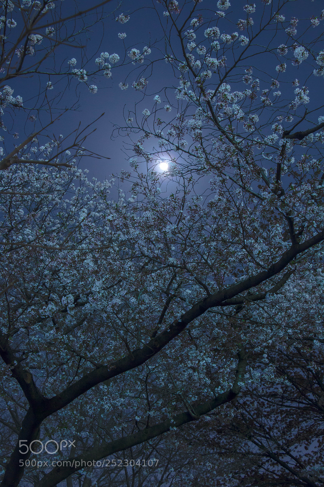 Canon EOS 70D sample photo. Cherry blossom canopy photography