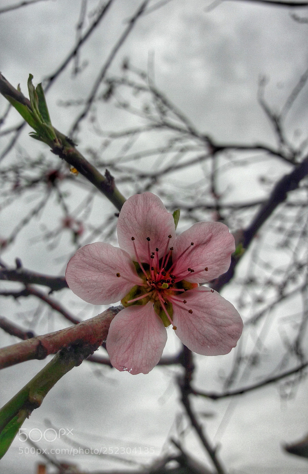 Samsung Galaxy A5(2016) sample photo. Untitled photography