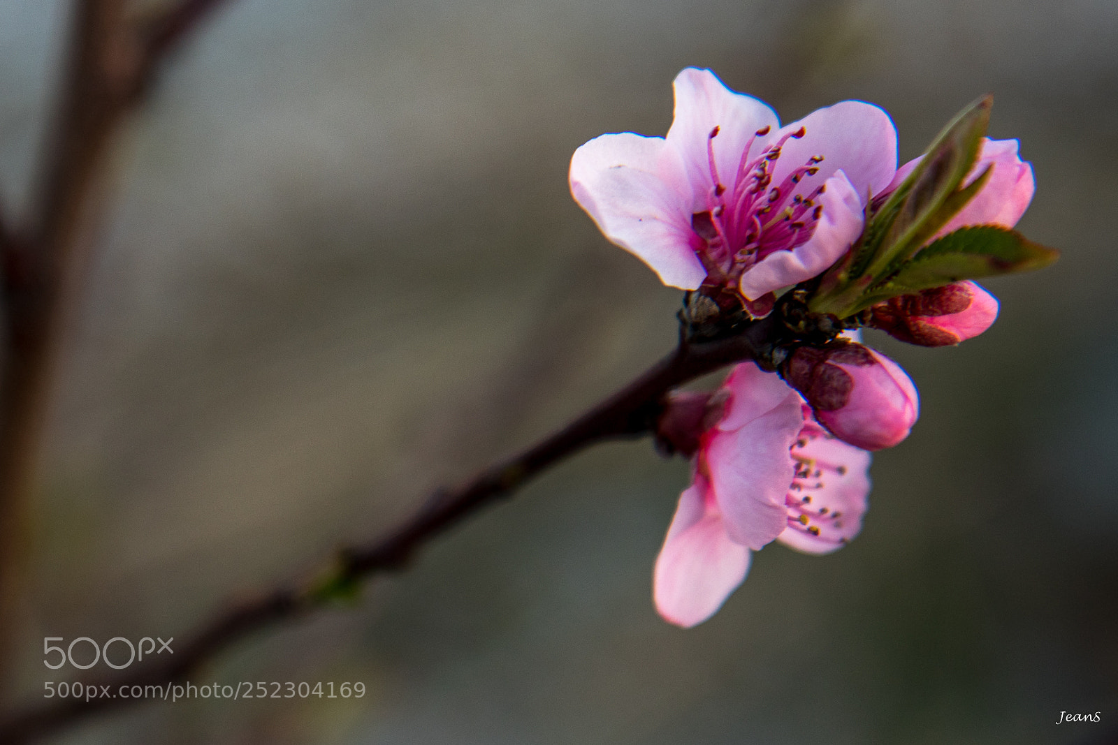 Canon EOS 80D sample photo. Spring is (finally) coming! photography