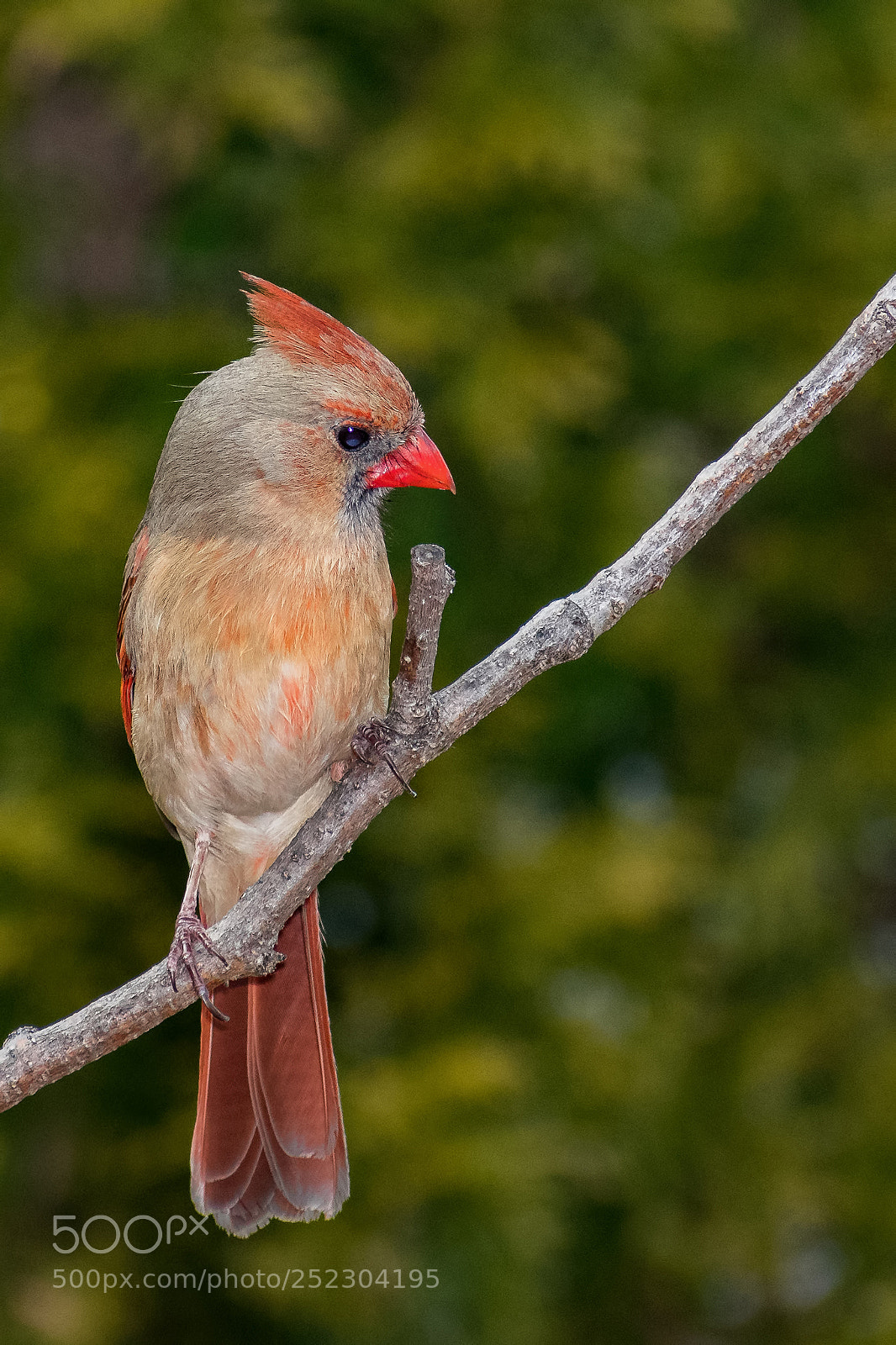 Nikon D500 sample photo. Northern cardinal photography