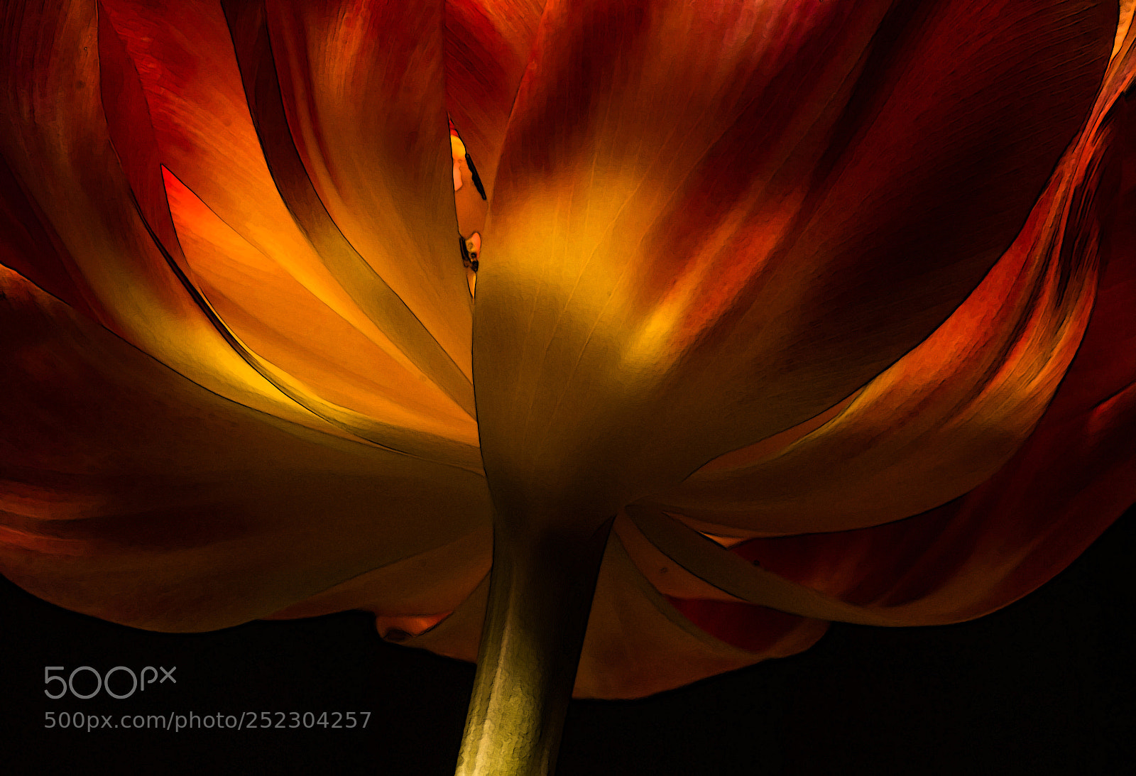 Canon EOS 70D sample photo. Tulip photography