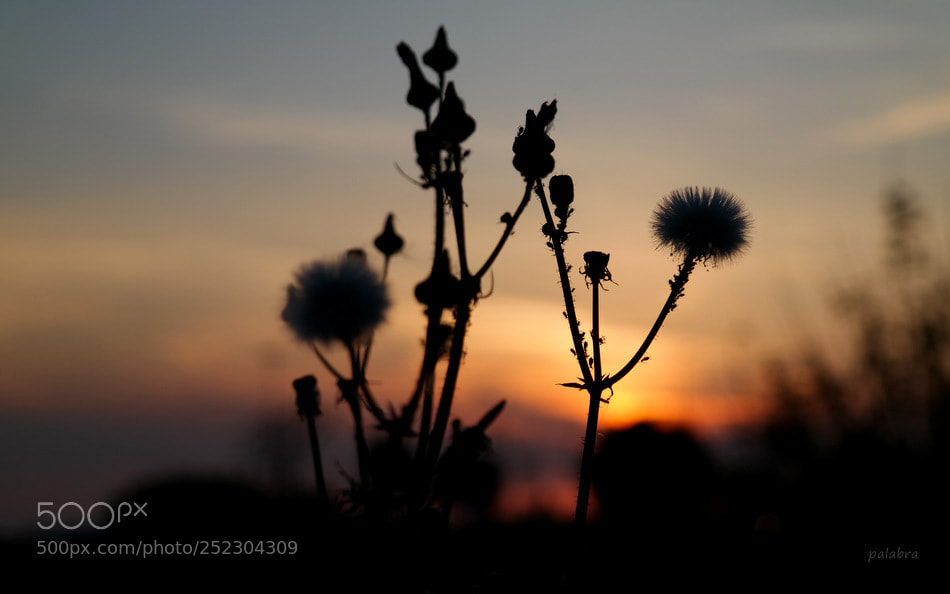 Samsung NX30 sample photo. ... photography