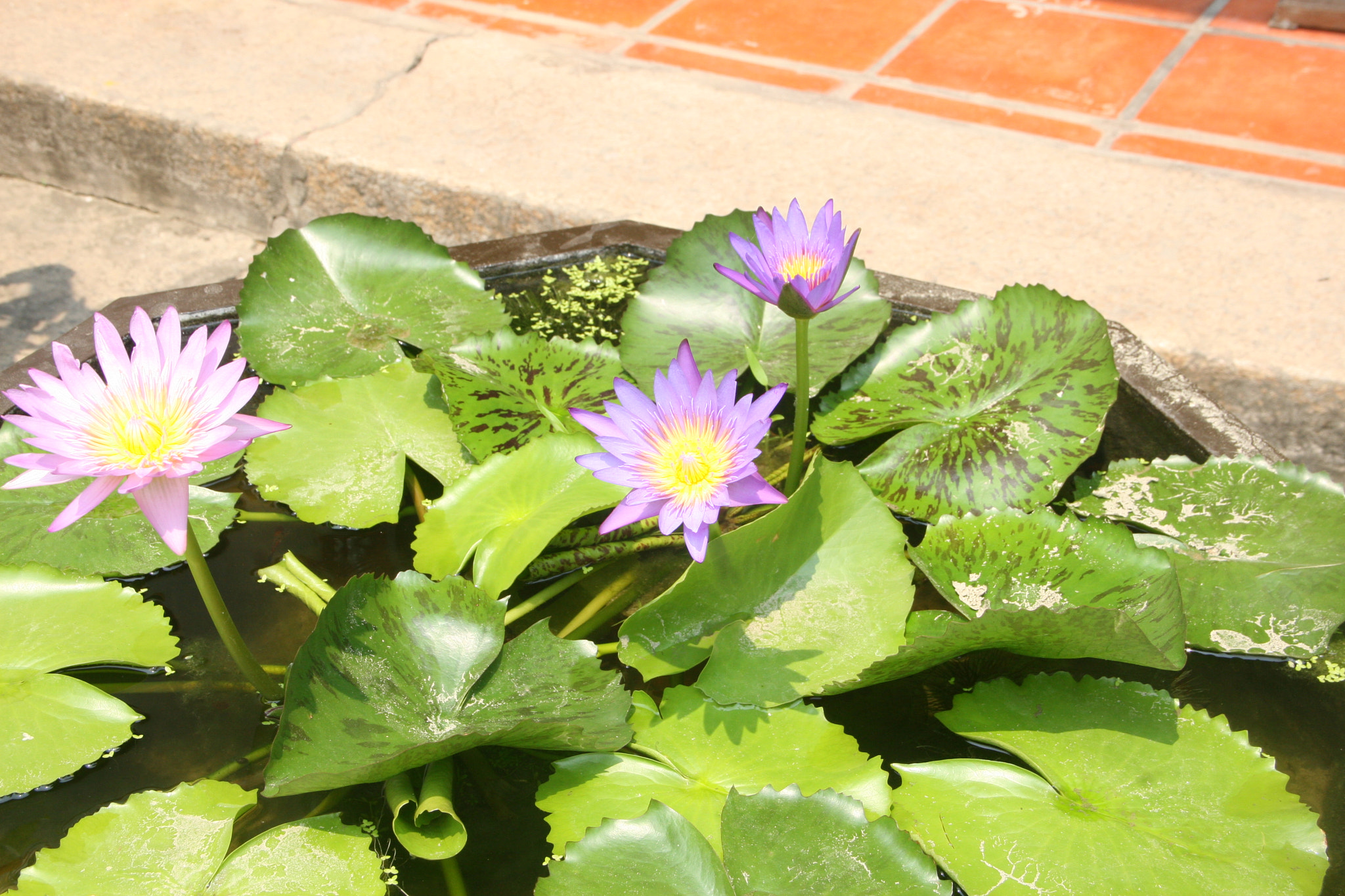 Canon EOS 30D sample photo. Img photography