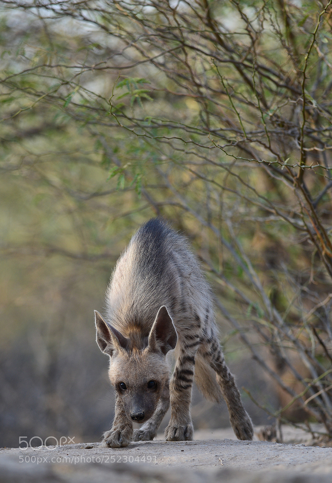 Nikon D600 sample photo. Striped hyena photography