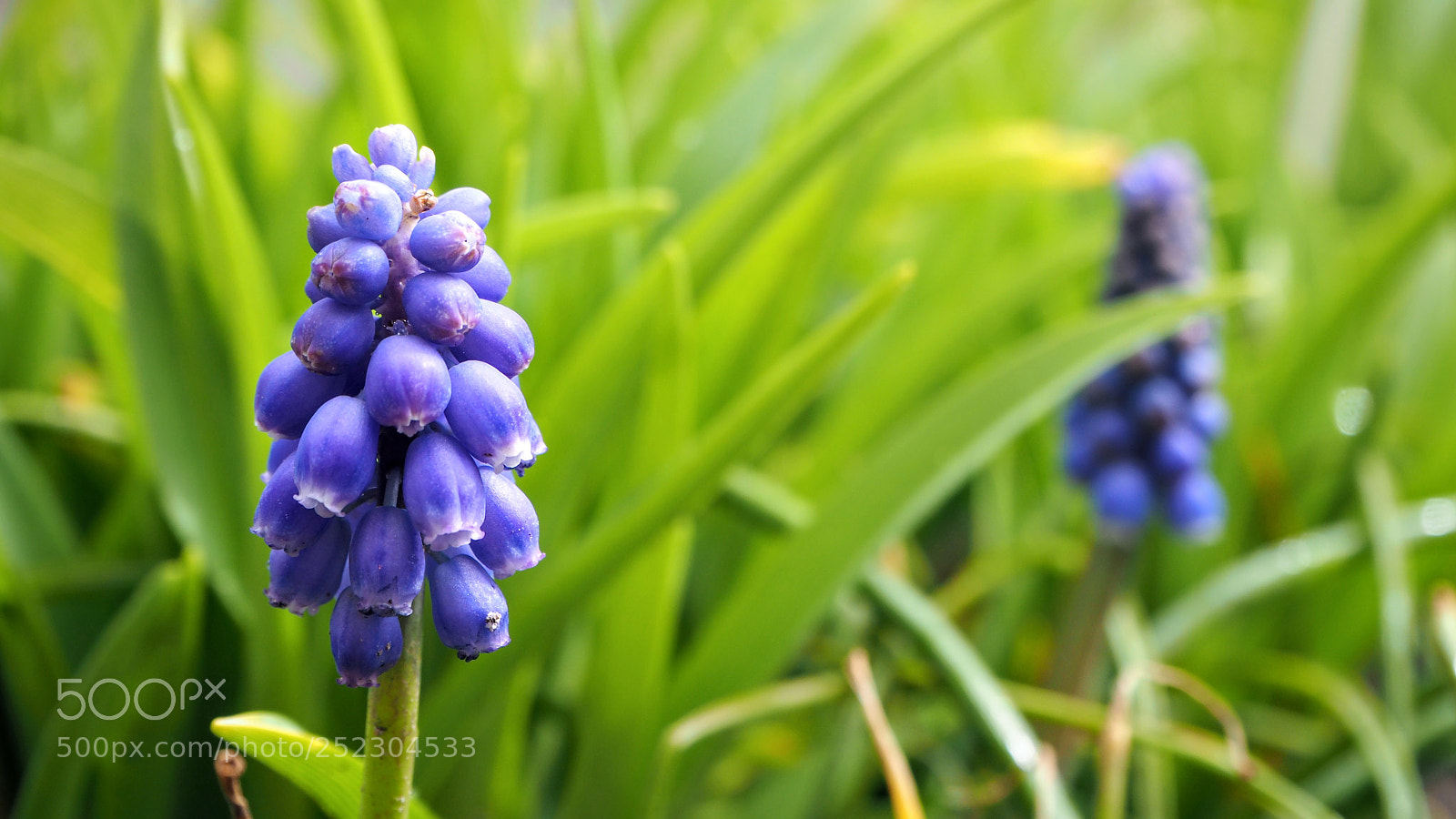 Olympus OM-D E-M10 II sample photo. Grape hyacinth photography