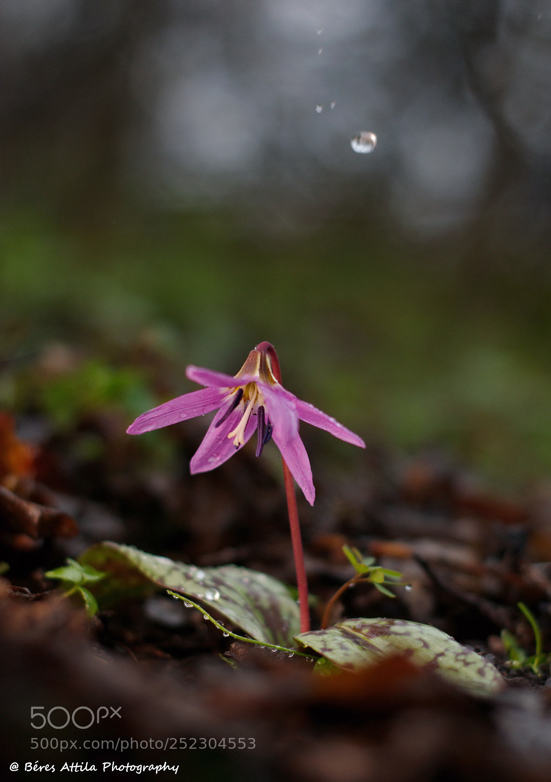 Nikon D3300 sample photo. Rain drop (erythronium dens-canis) photography