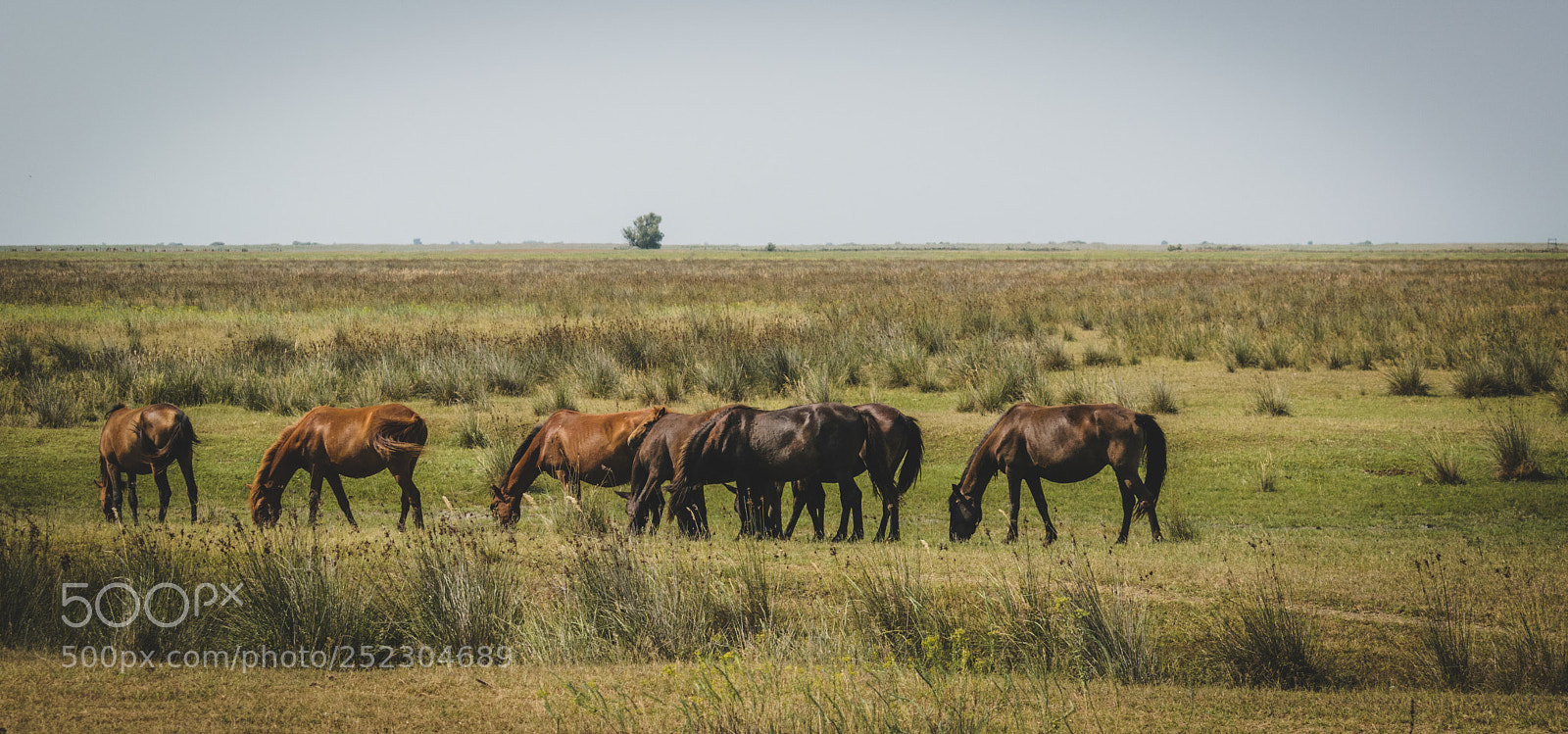 Nikon D3300 sample photo. Horses on the field photography