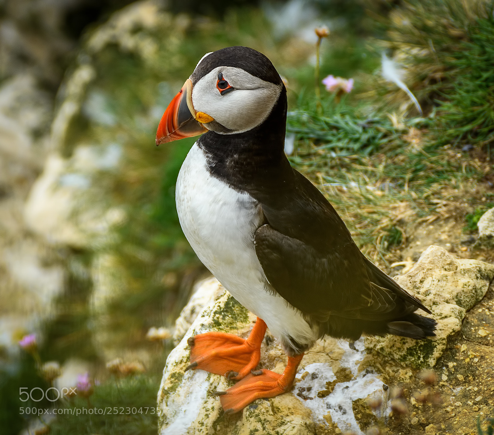 Nikon D500 sample photo. Puffin on flamborough head photography
