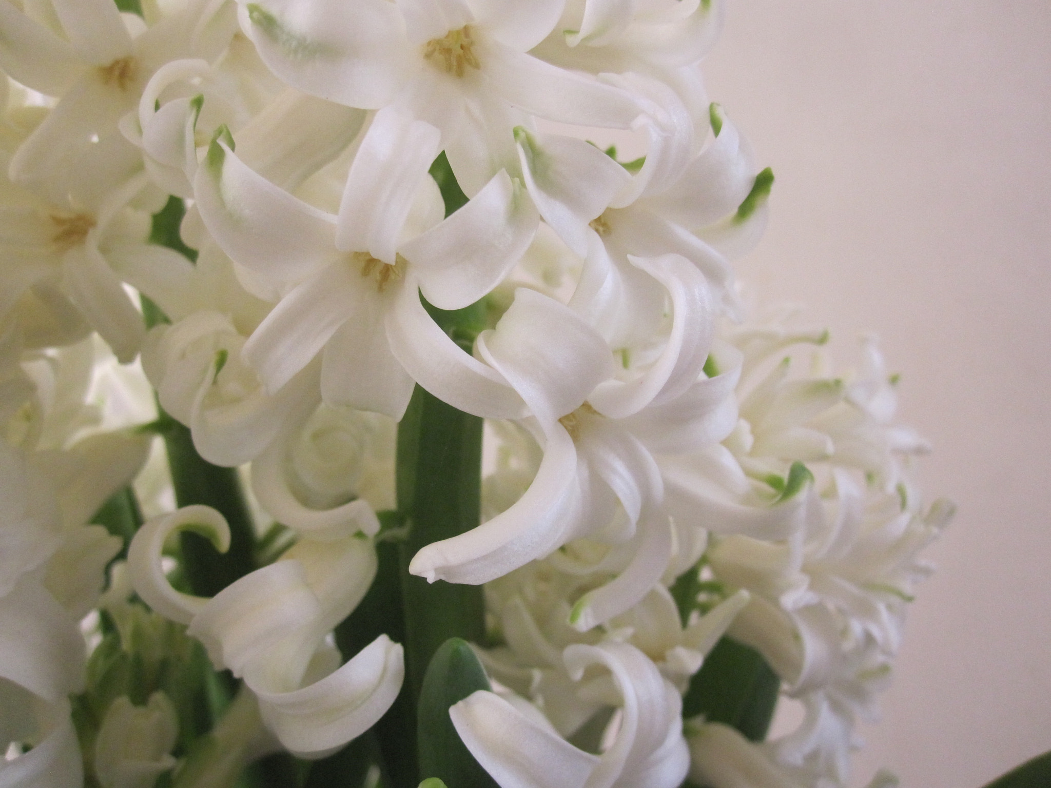 Canon PowerShot SD780 IS (Digital IXUS 100 IS / IXY Digital 210 IS) sample photo. Hyacinths...  photography
