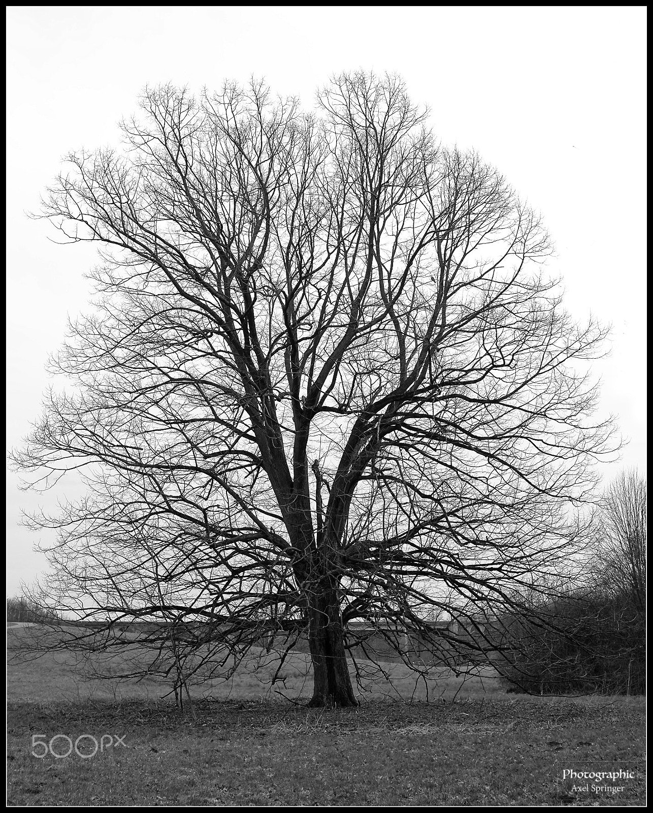 Leica X2 sample photo. Tree photography