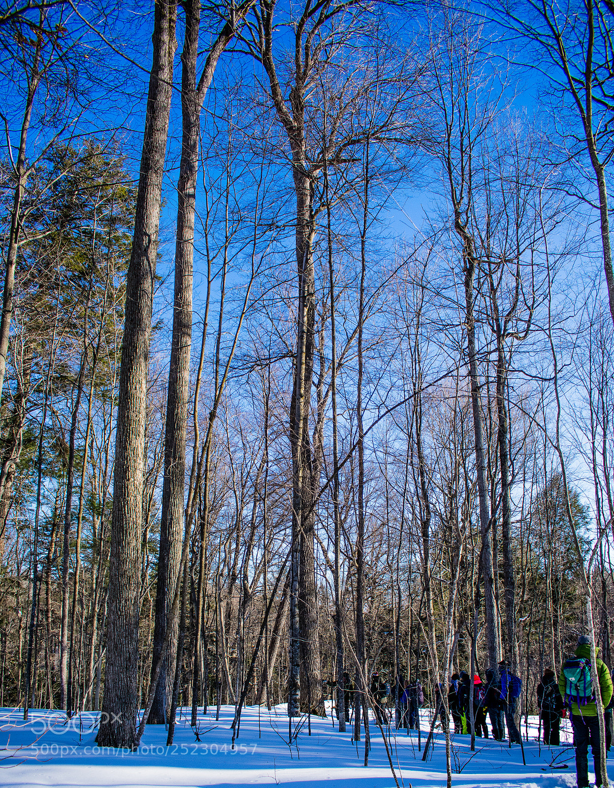 Nikon D3400 sample photo. White ash photography