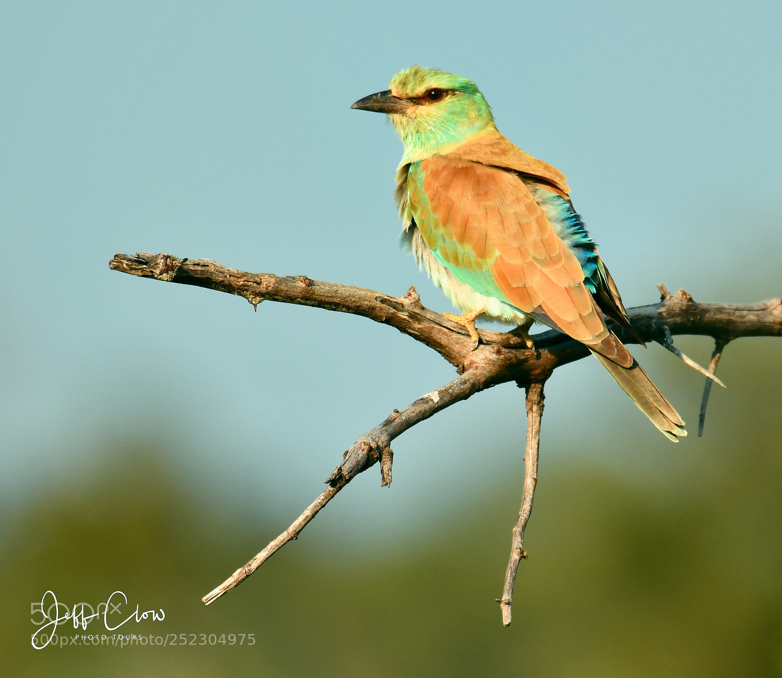 Nikon D500 sample photo. European roller photography