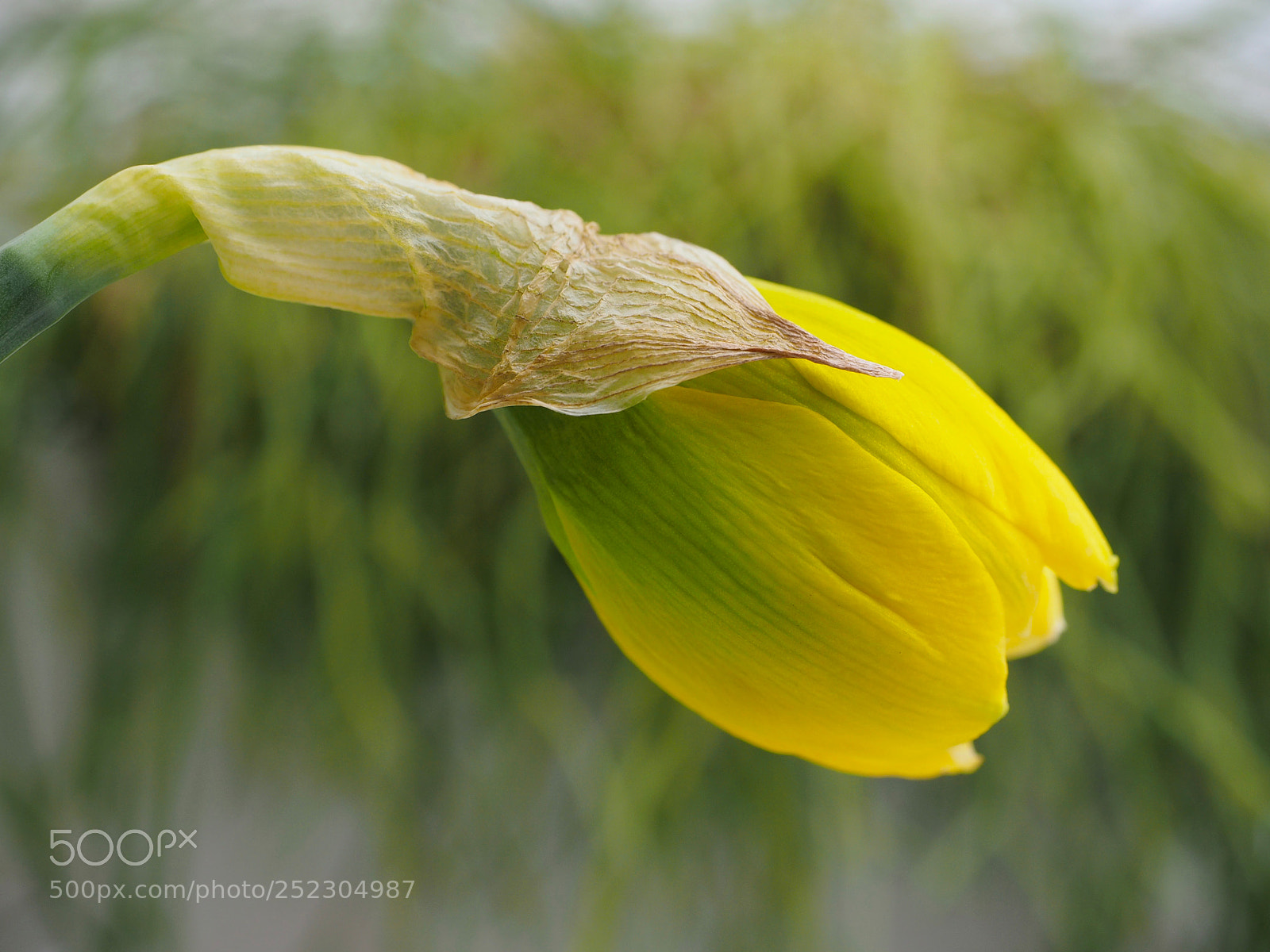 Olympus OM-D E-M1 sample photo. Spring narcis photography