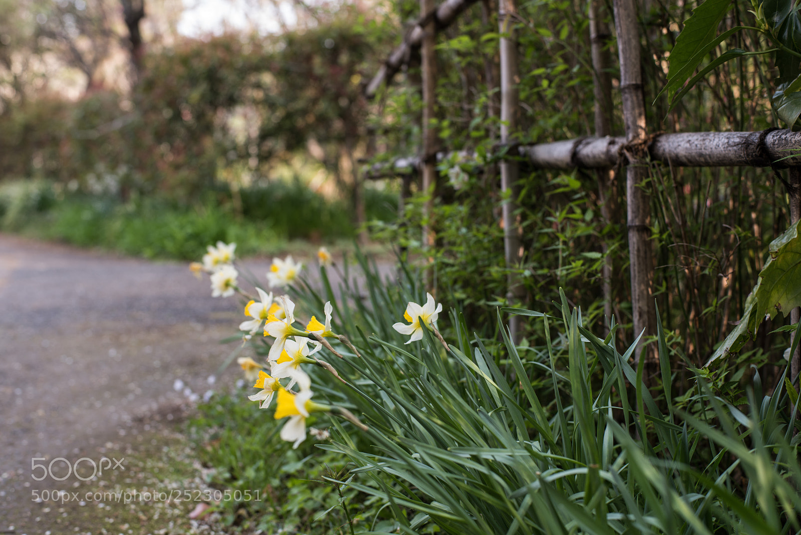 Nikon D810 sample photo. Narcissi photography
