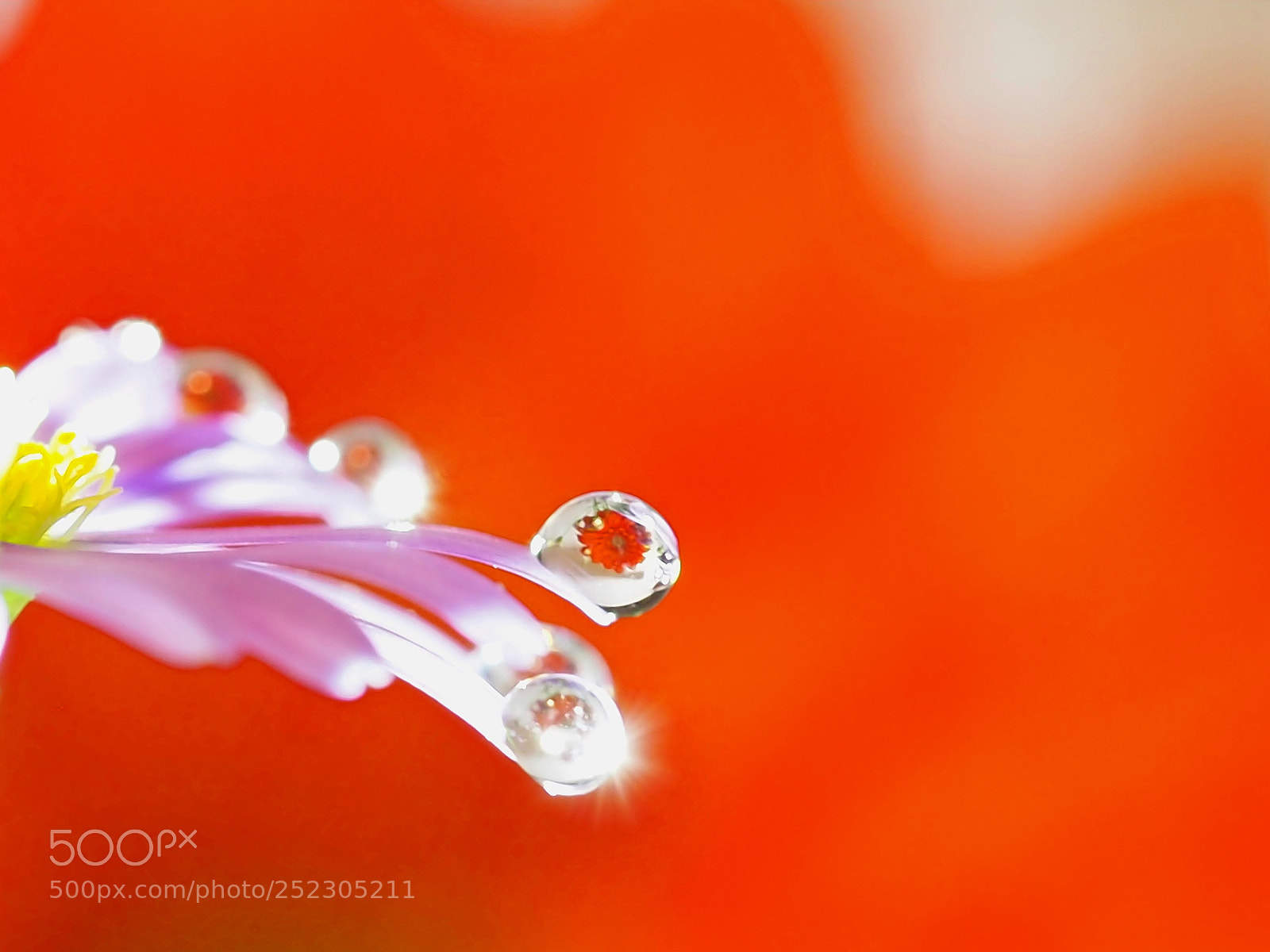 Olympus PEN E-PL5 sample photo. Dewdrops photography