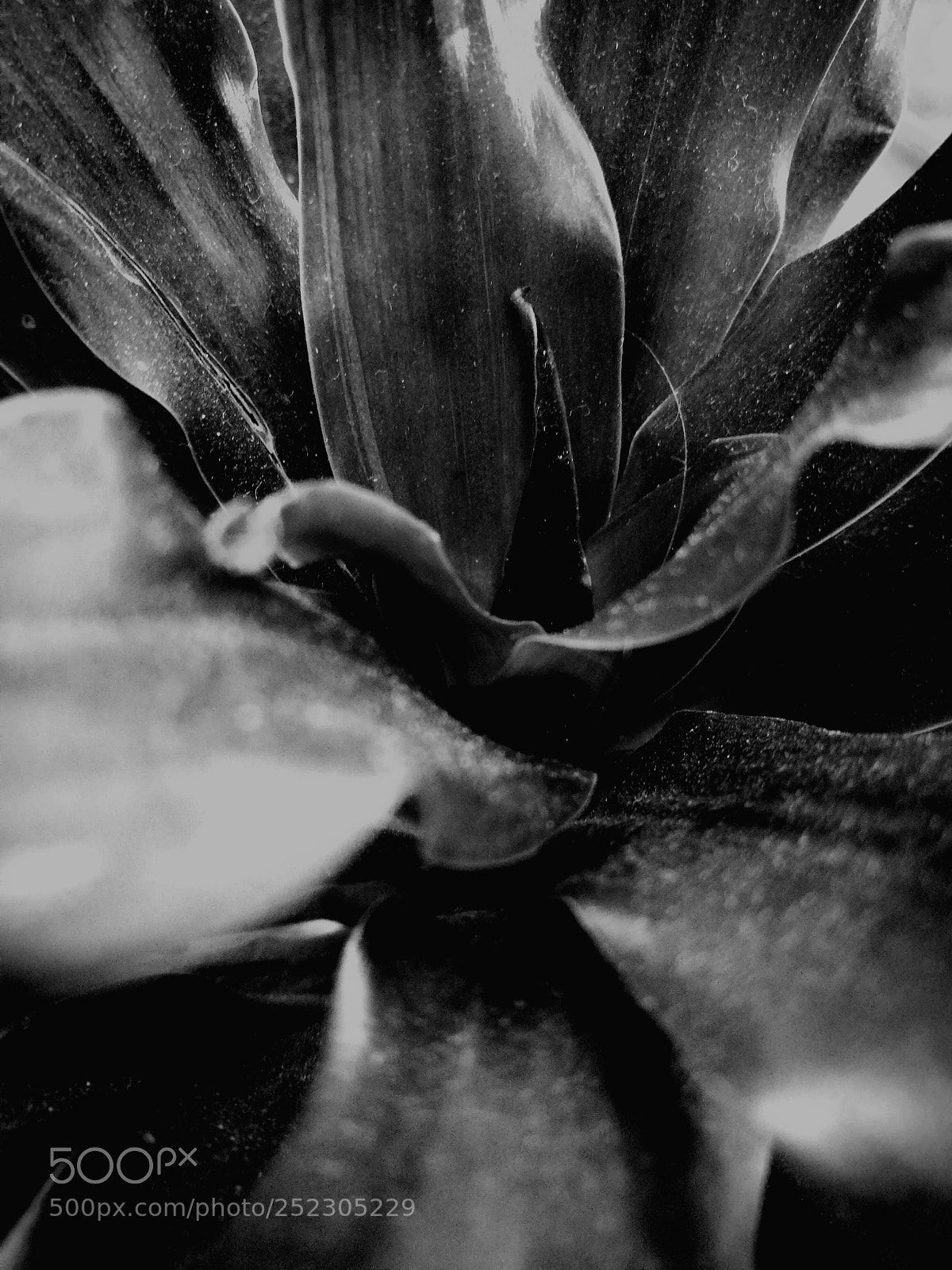 HUAWEI P9 sample photo. Flower in bw photography