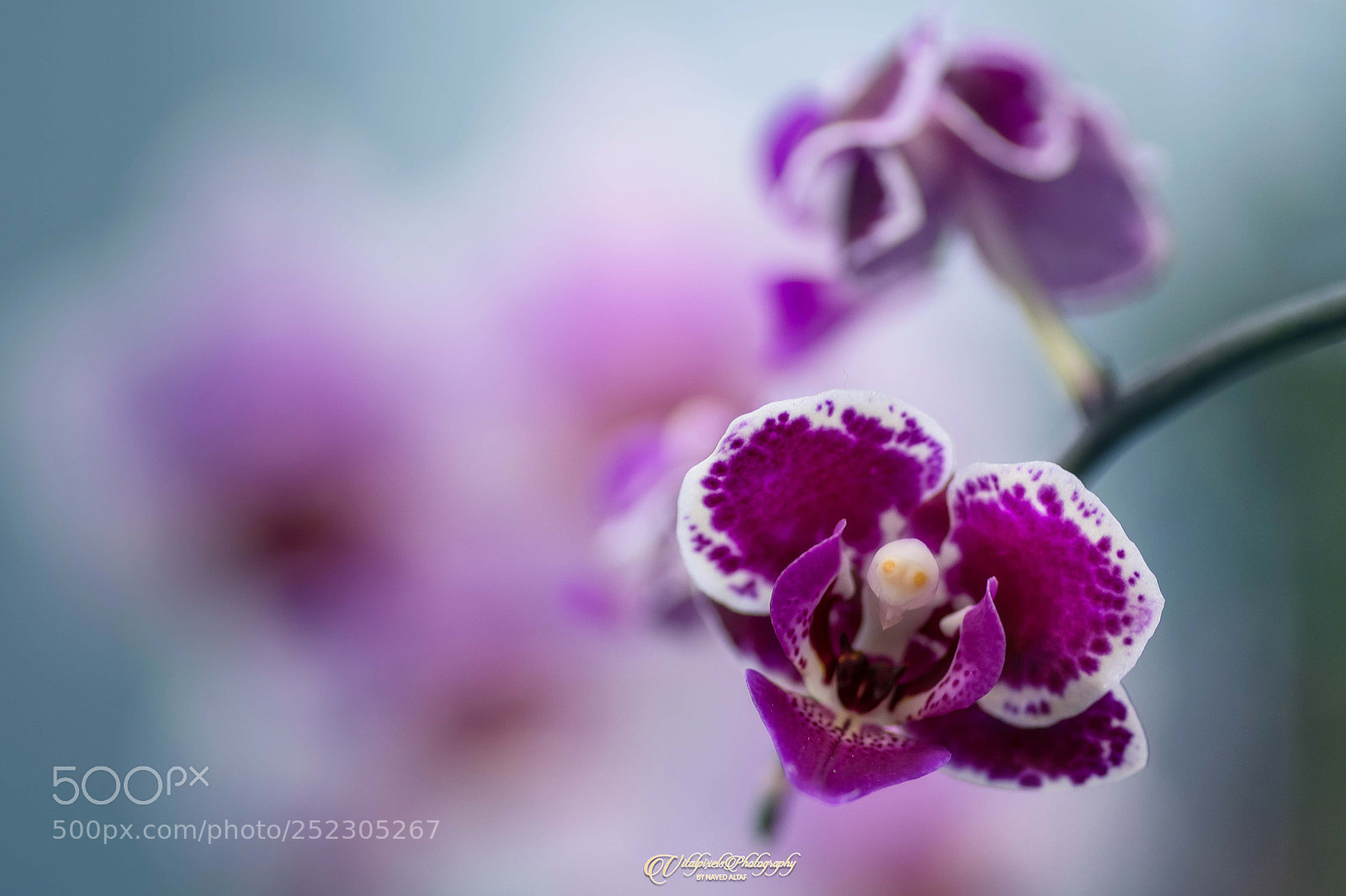 Nikon D500 sample photo. Orchid! photography