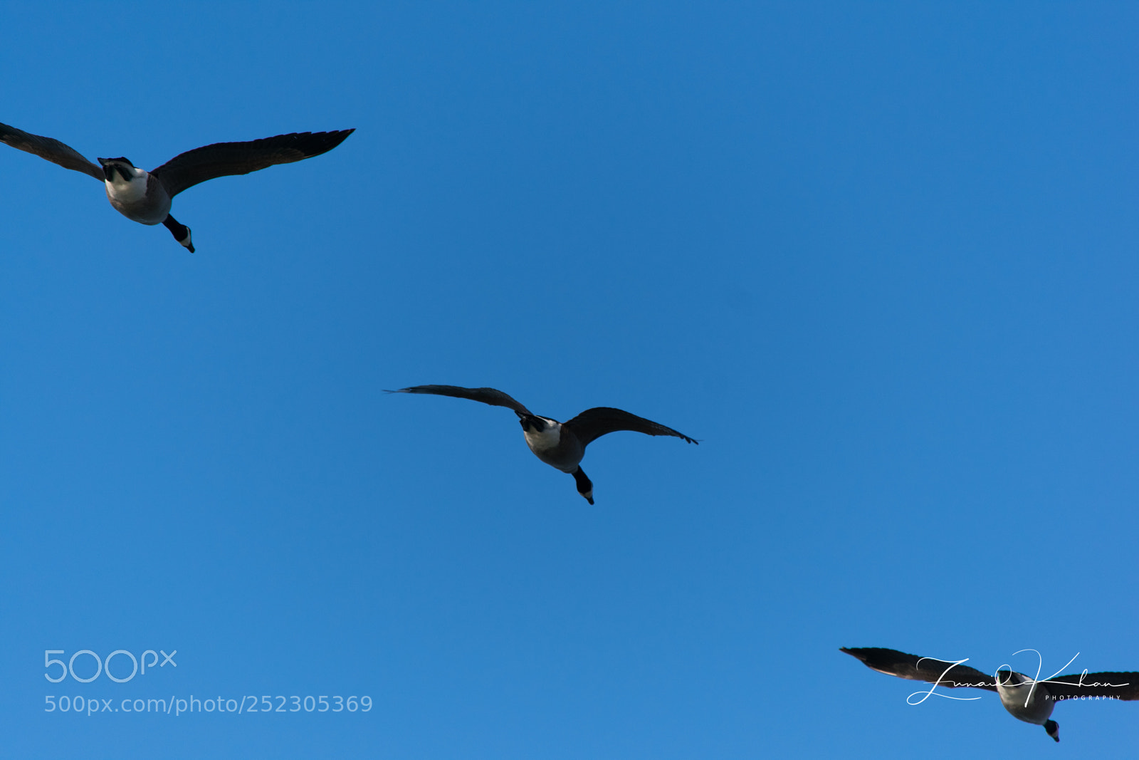 Nikon D3400 sample photo. Geese in flight photography