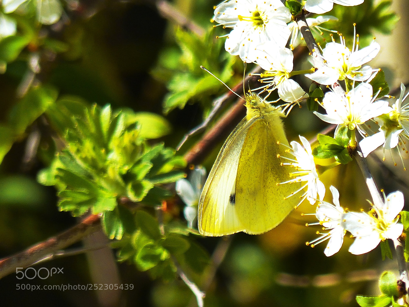 Panasonic Lumix DMC-FZ200 sample photo. Spring is here! photography
