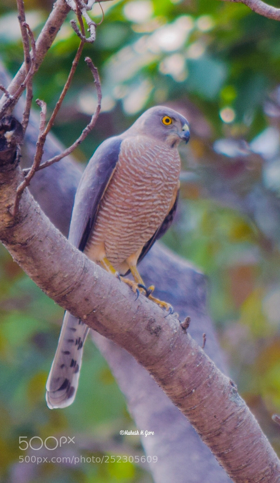 Nikon D5300 sample photo. Residents of valley- eurasian photography