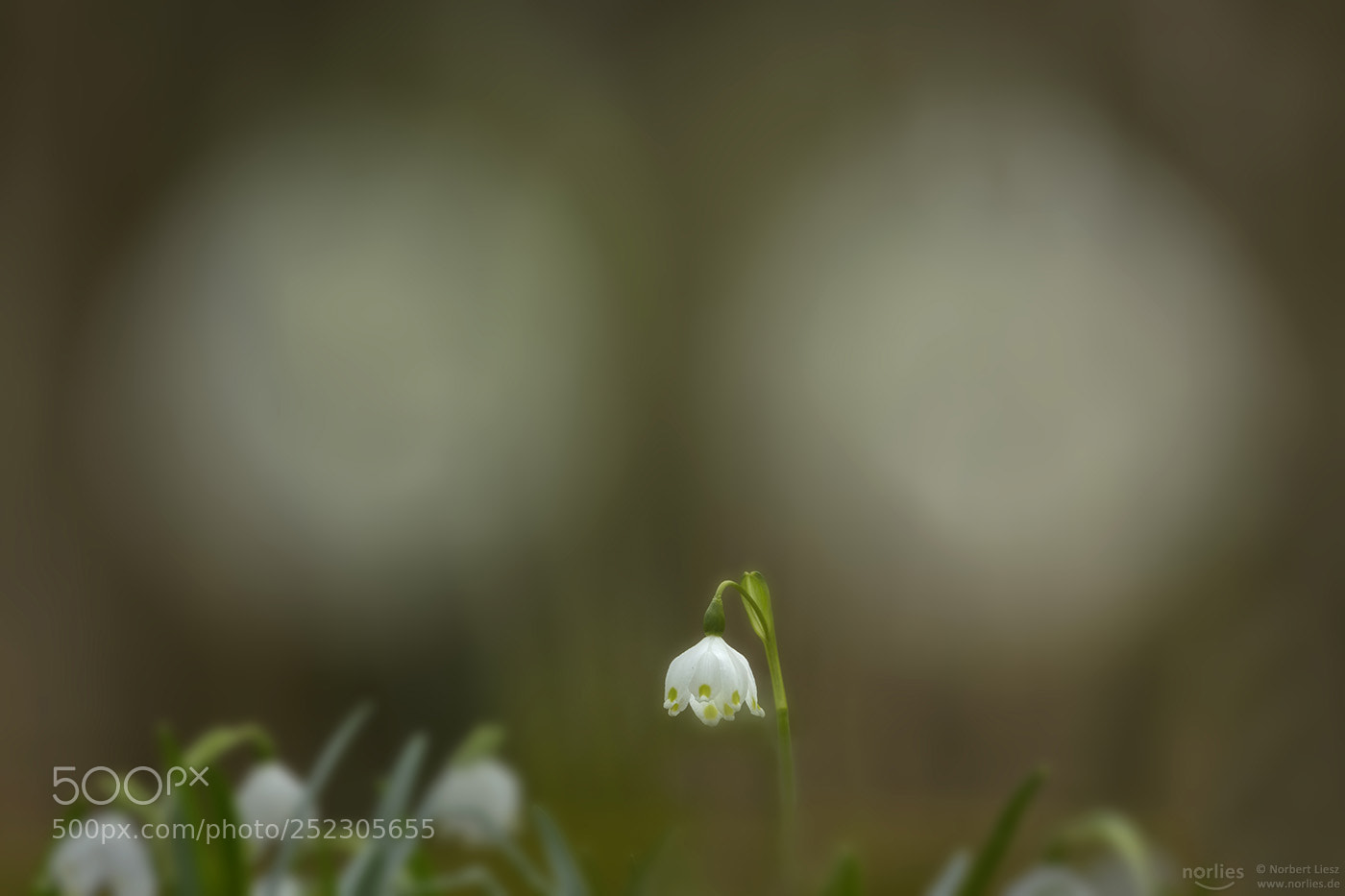 Nikon D850 sample photo. Leucojum vernum photography