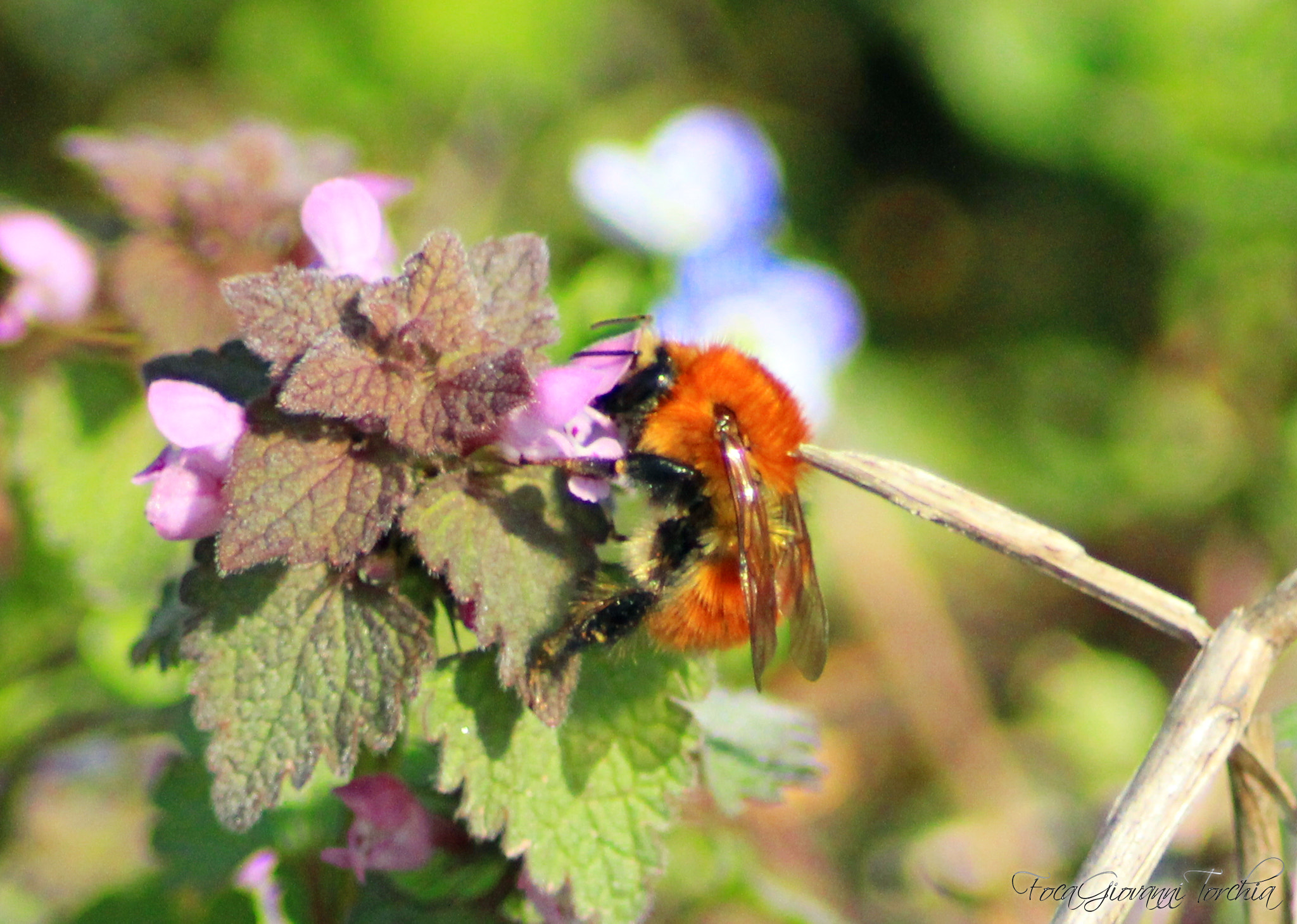 Canon EOS 1200D (EOS Rebel T5 / EOS Kiss X70 / EOS Hi) sample photo. Bombo photography