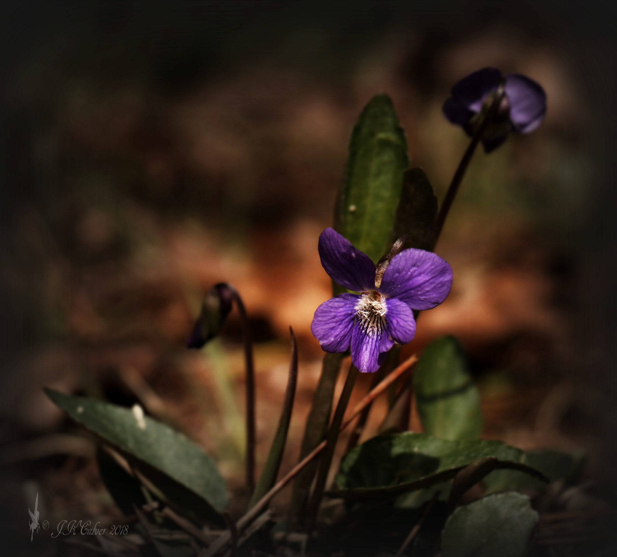 Canon EOS 77D (EOS 9000D / EOS 770D) sample photo. Common blue violets photography