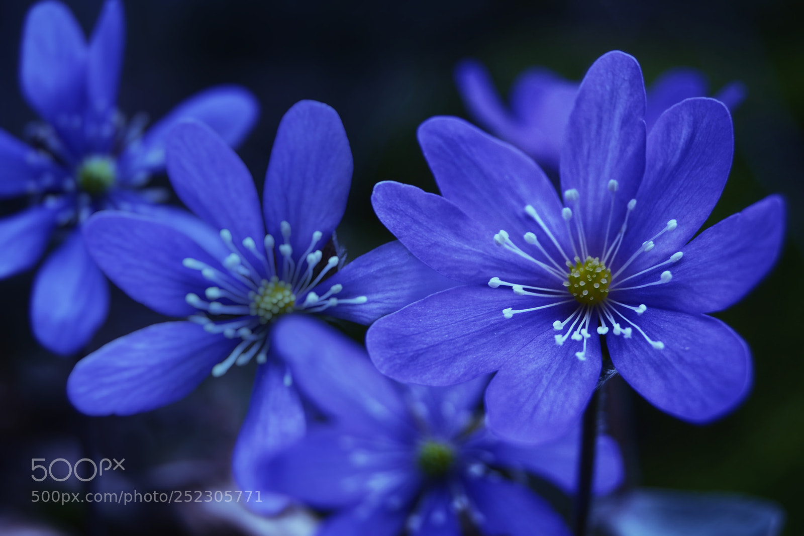 Nikon D3100 sample photo. Blues photography